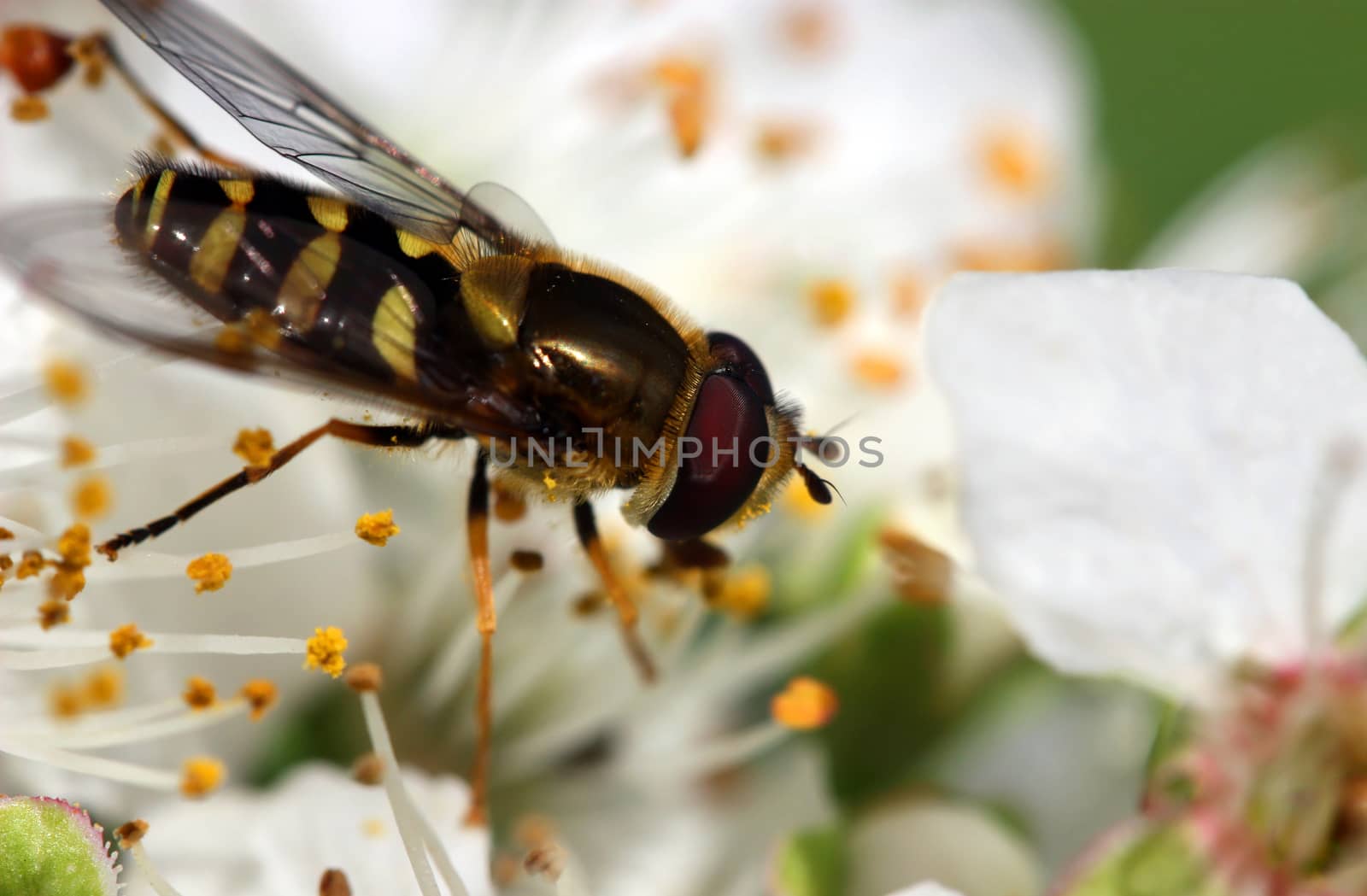 Close up of insect on spring blossom