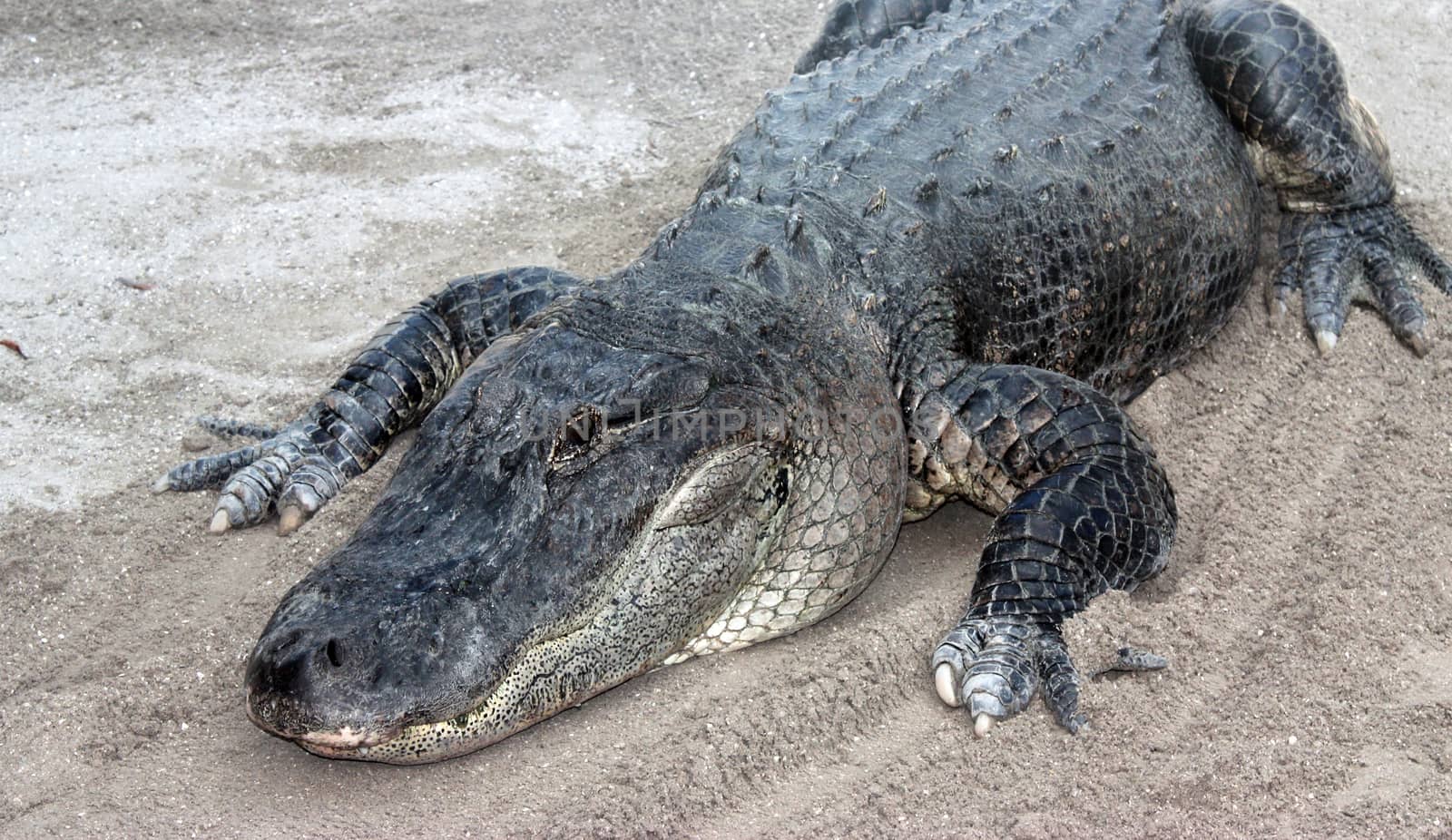 Alligator laying on the ground