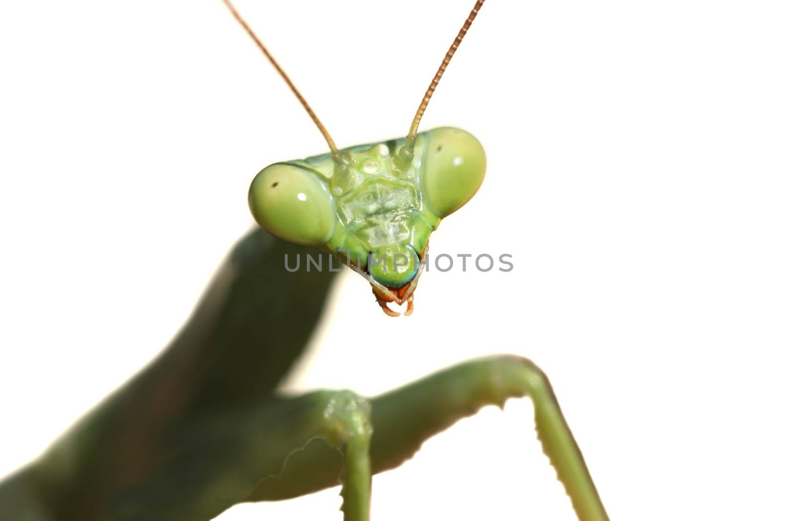 Green praying mantis isolated on white