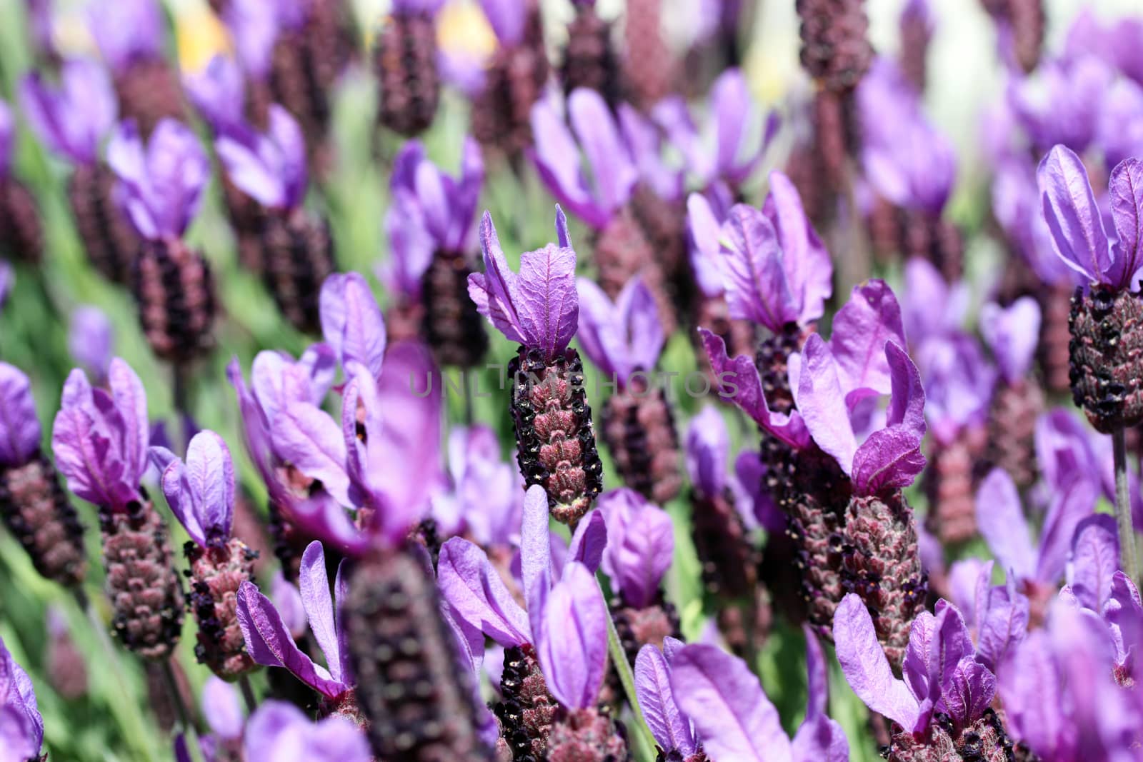 Field of purple lavendar flowers