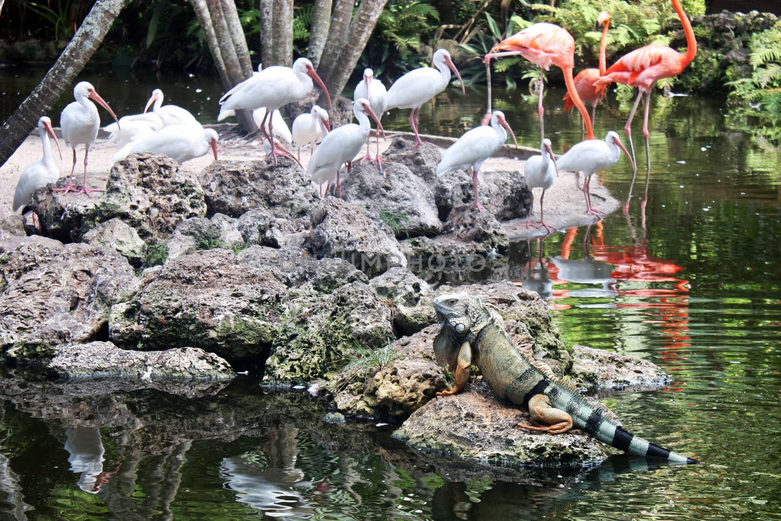 Iguana in flamingo garden