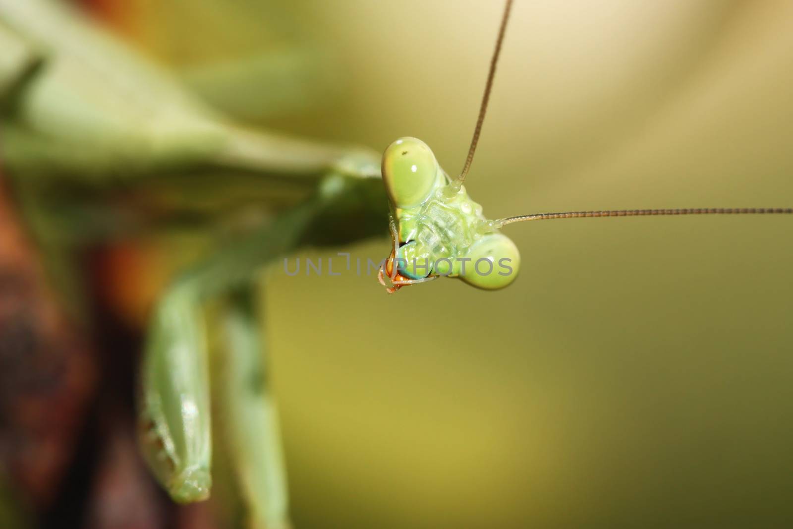 Portrait of green praying mantis