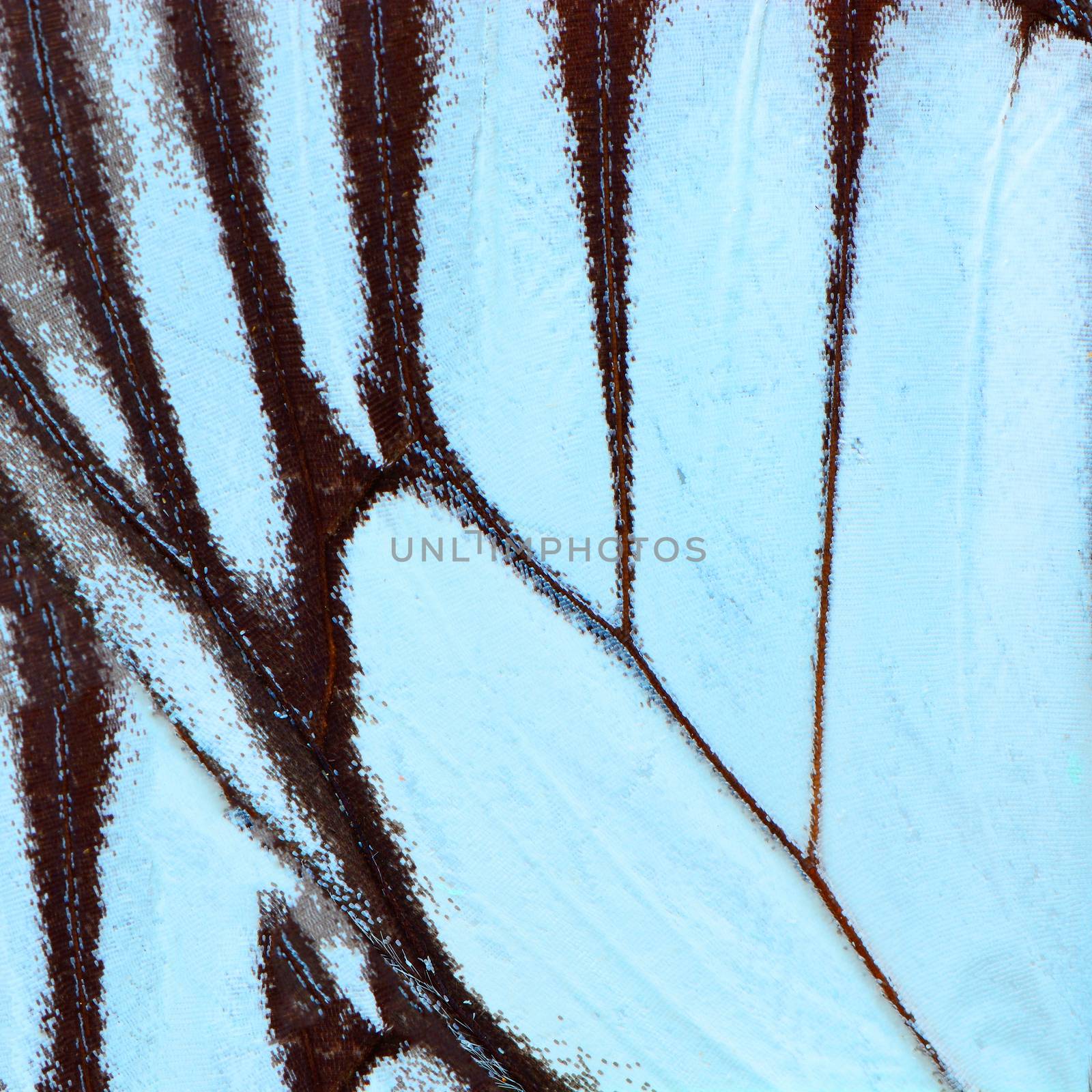blue butterfly wing by panuruangjan
