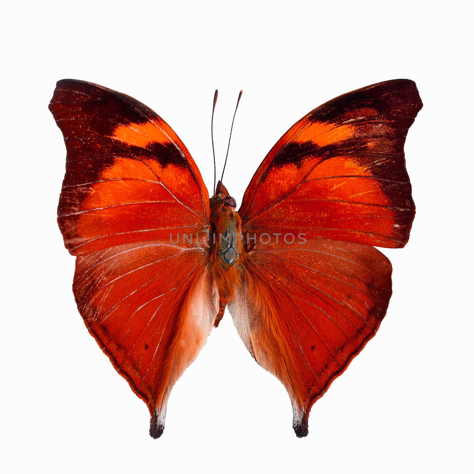 Red butterfly, Autumn Leaf butterfly, Nymphalid butterfly (Doleschallia bisaltide), in fancy color profile, isolated on whhte background