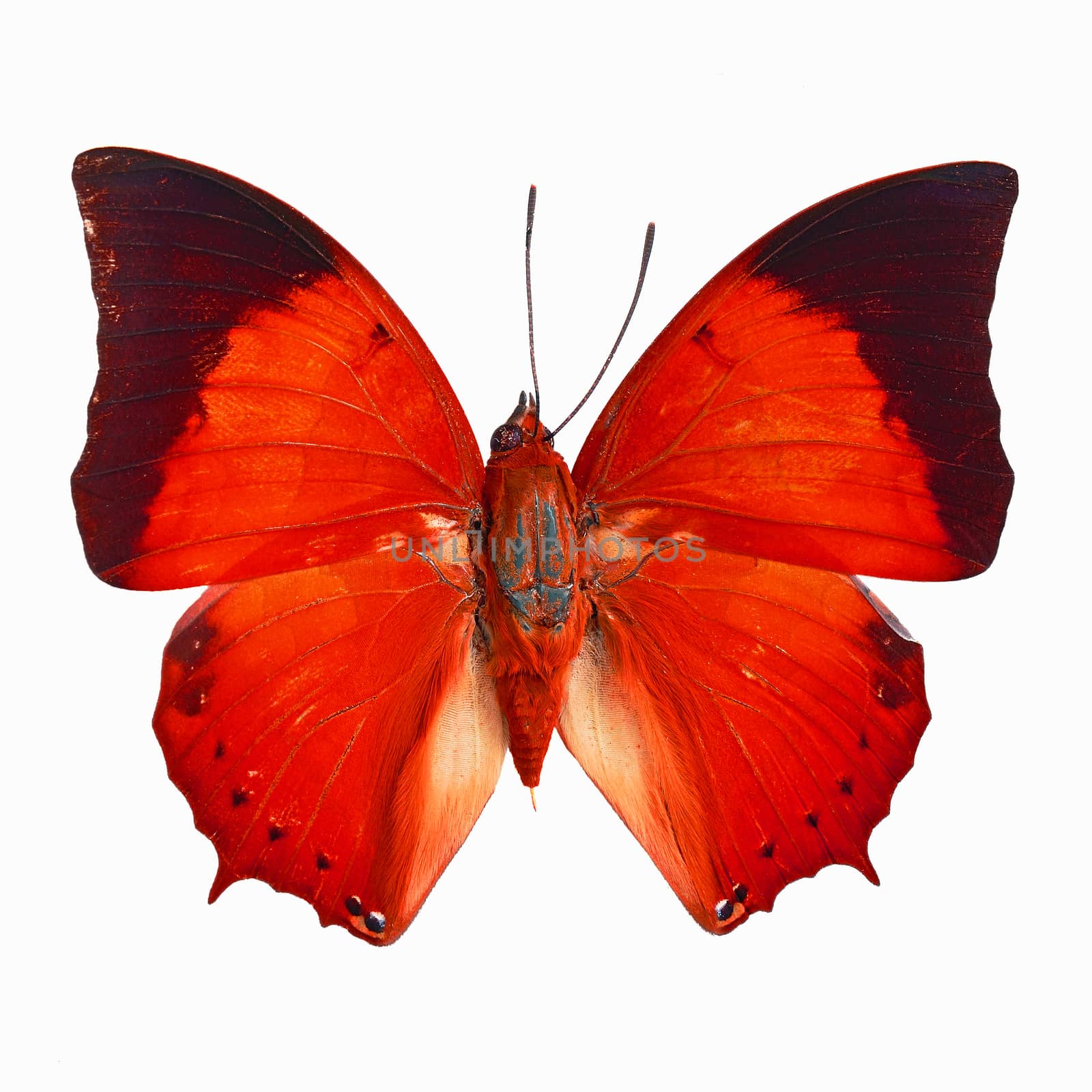 Red butterfly, Common Tawny Rajah (Charaxes bemardus) in fancy color profile, isolated on white background