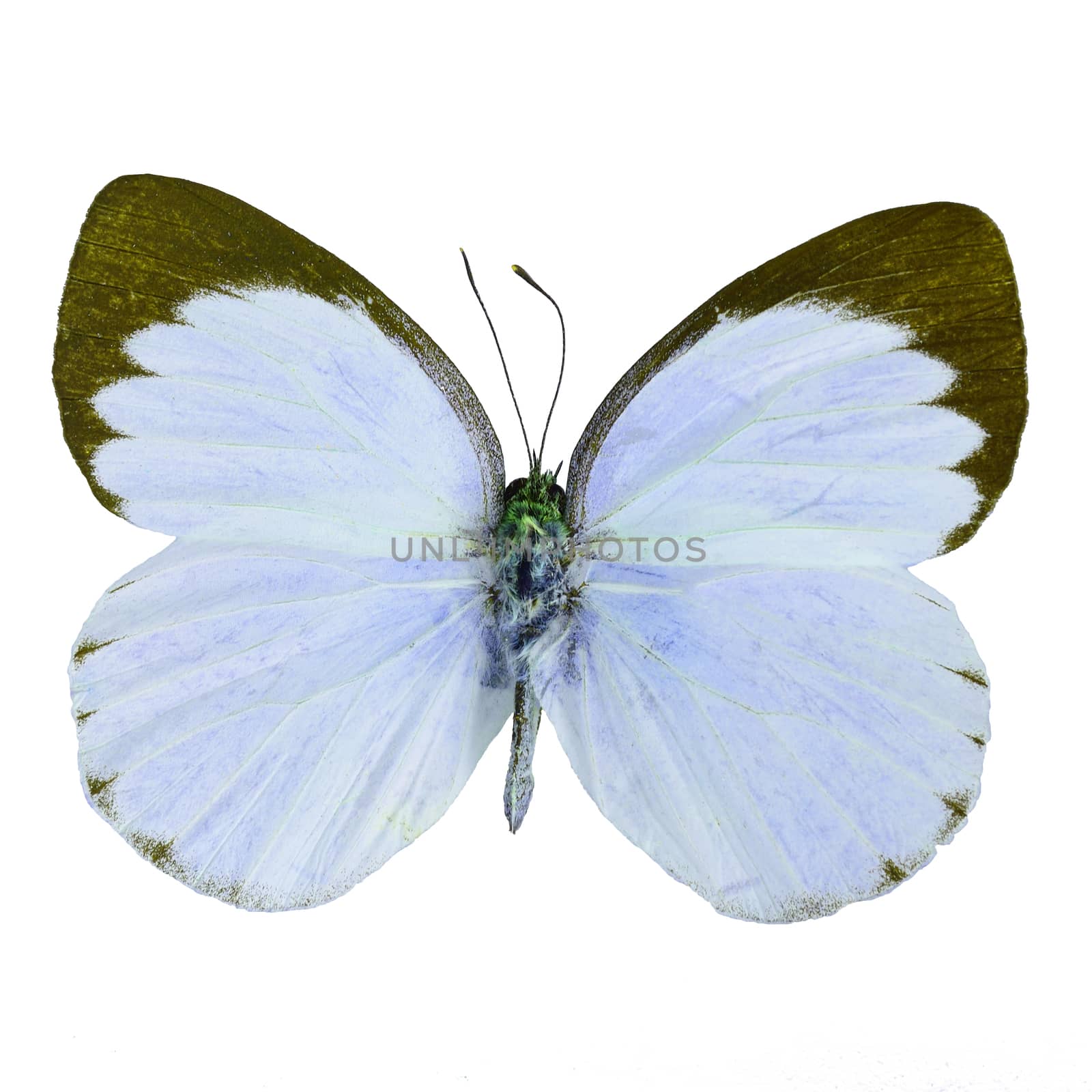 Blue butterfly, Delias butterfly (Delias belisama) in fancy color profile, isolated on white background