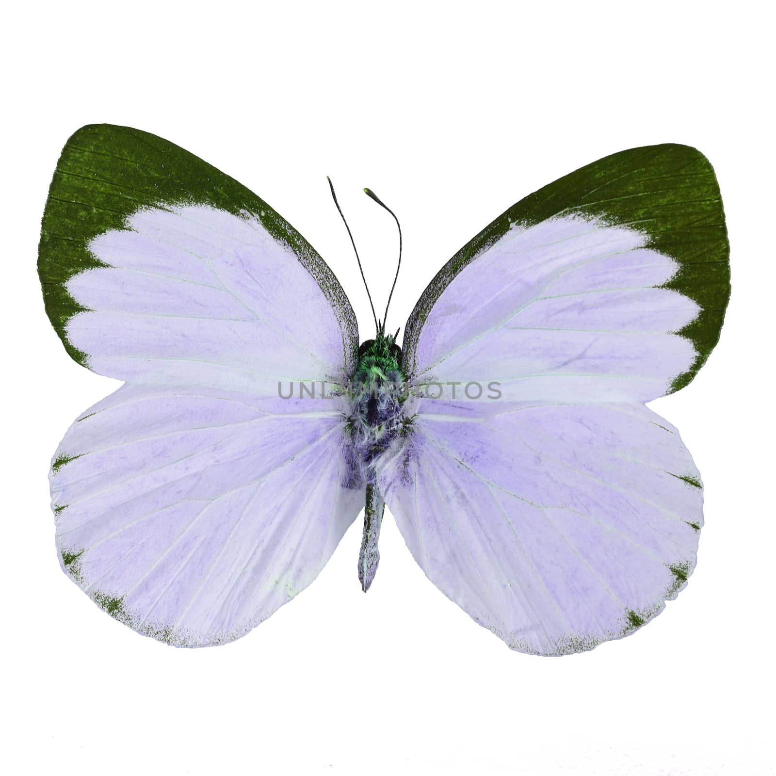 Purple butterfly, Delias butterfly (Delias belisama) in fancy color profile, isolated on white background