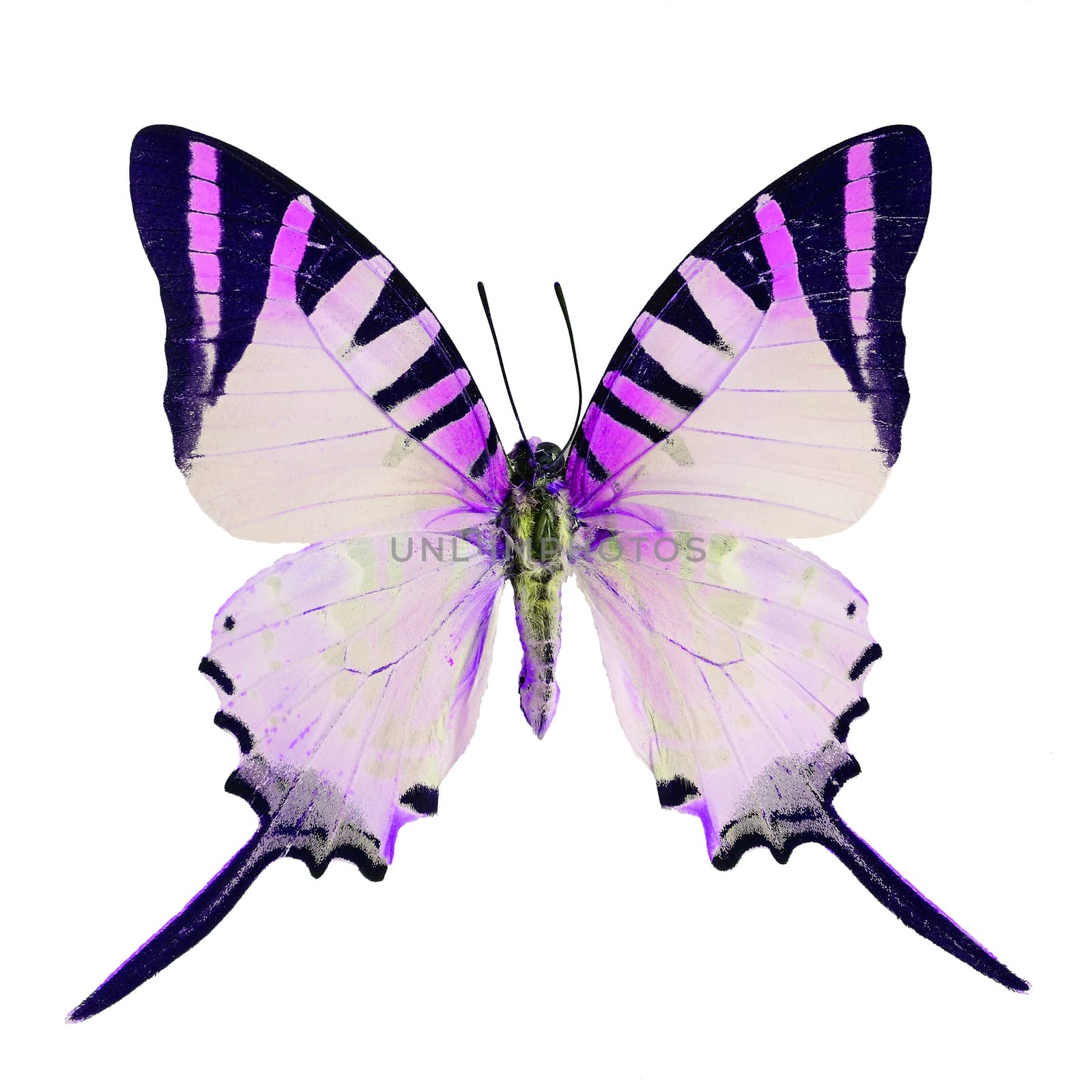Purple butterfly, Five Bar Swordtail butterfly (Graphium antiplates) in fancy color profile, isolated on white background