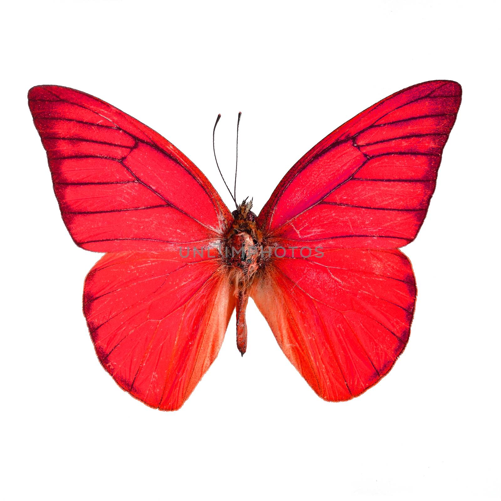 Red butterfly, Orange Albatross Butterfly (Appias nero galba) in fancy color profile, isolated on white background