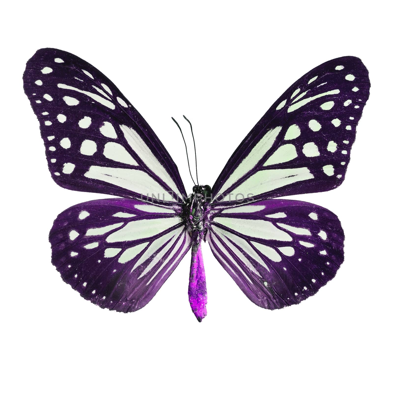 Purple butterfly,Tawny Mime butterfly in fancy color profile, isolate on white background