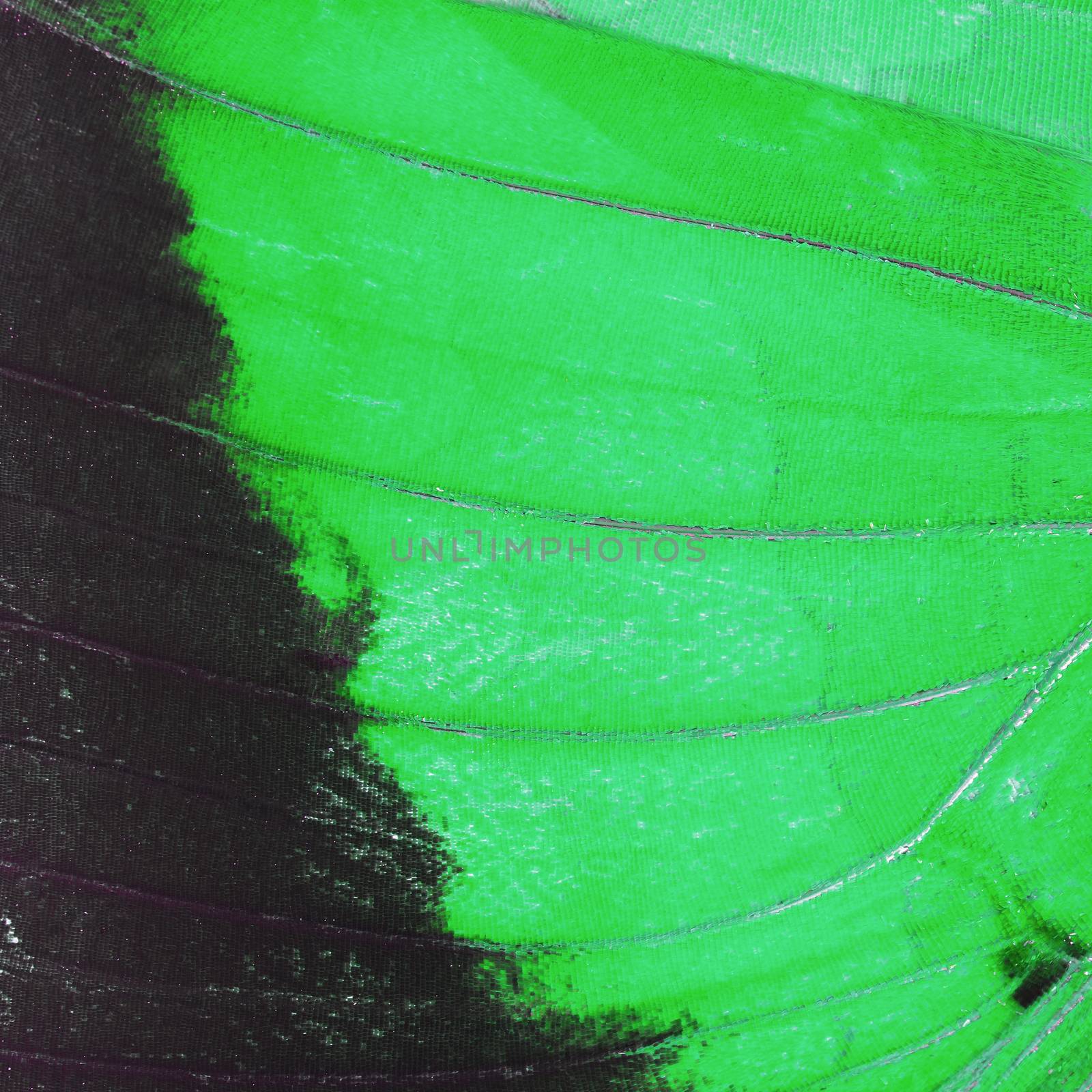 green butterfly wing by panuruangjan