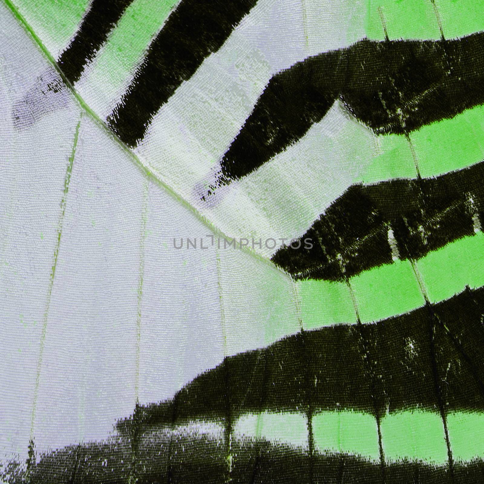 green butterfly wing  by panuruangjan