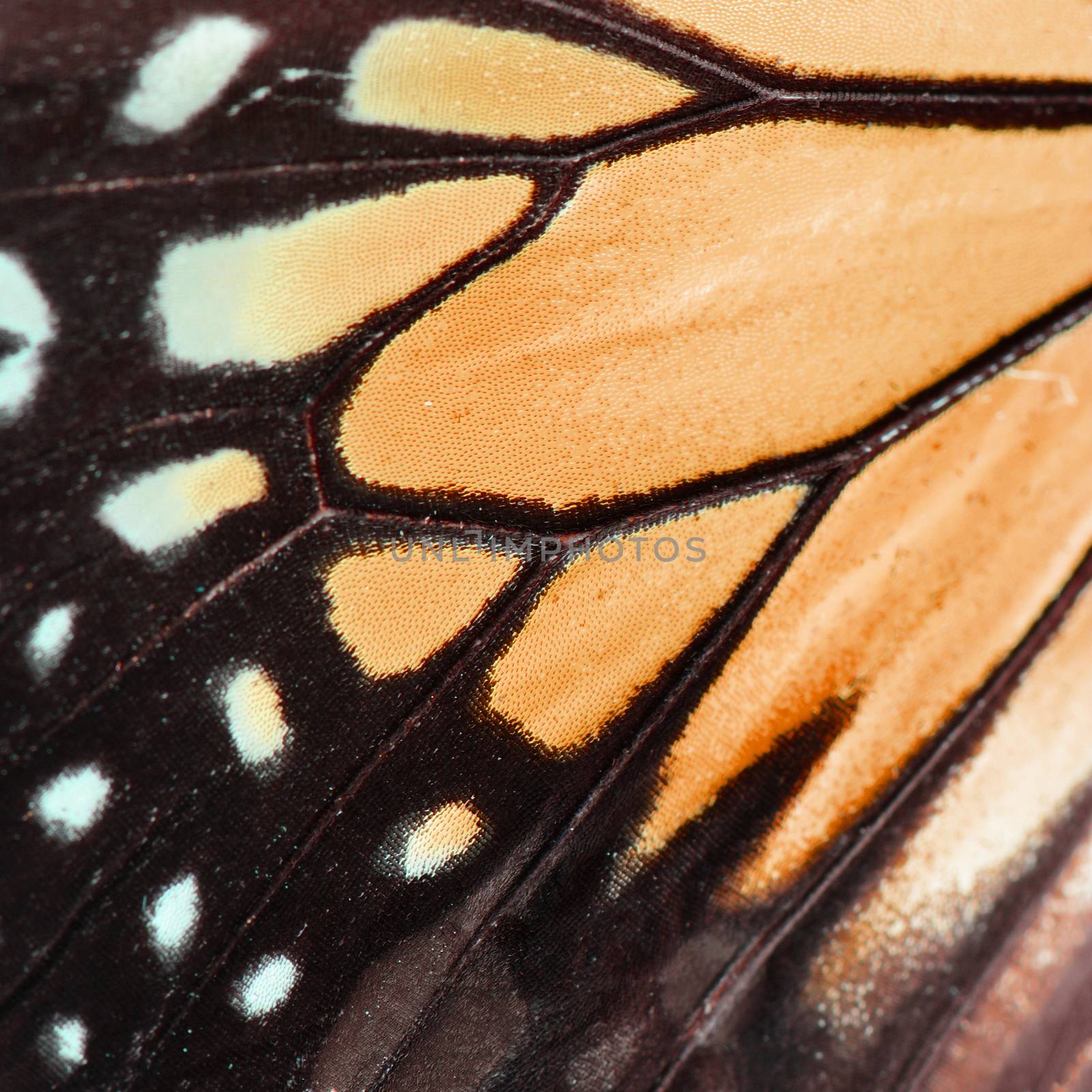 orange butterfly wing  by panuruangjan