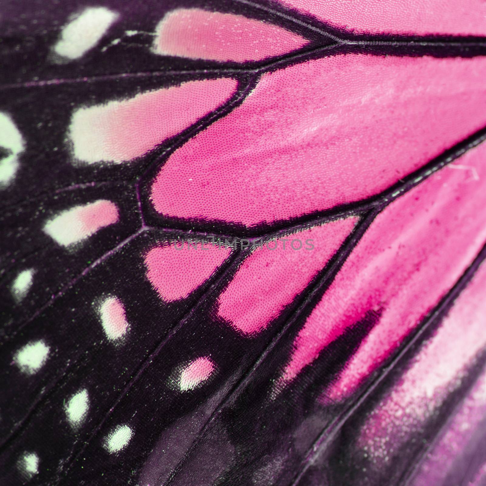 pink butterfly wing  by panuruangjan