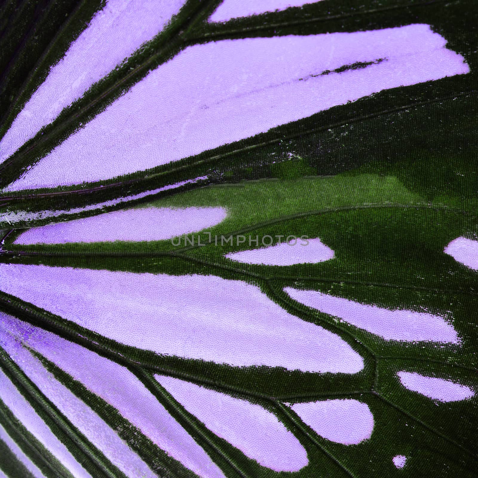 Nature texture, derived from purple butterfly wing background