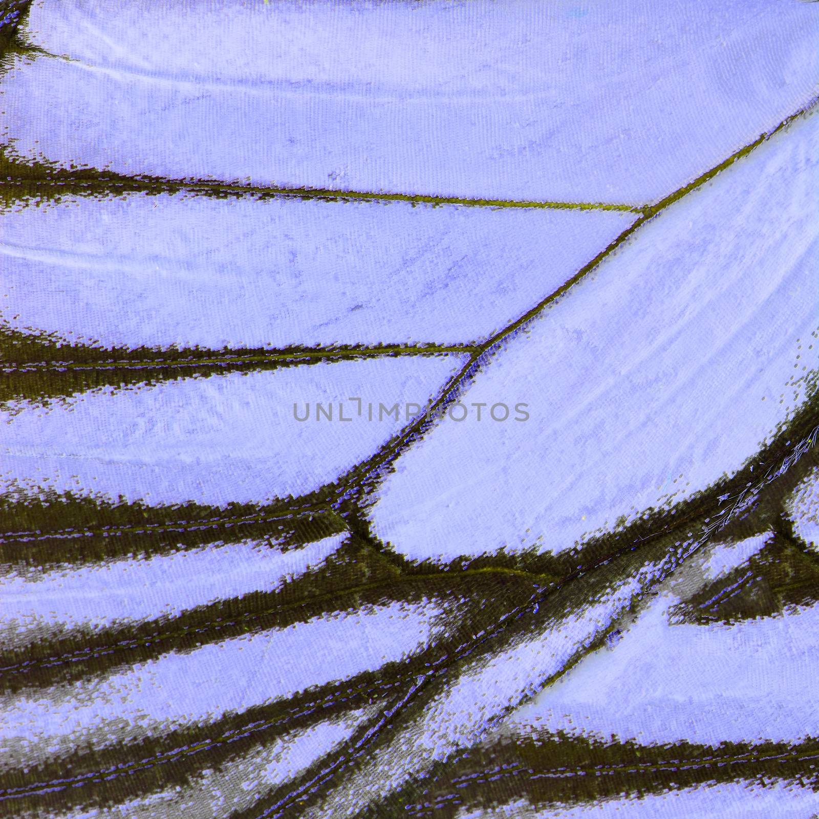 purple butterfly wing by panuruangjan