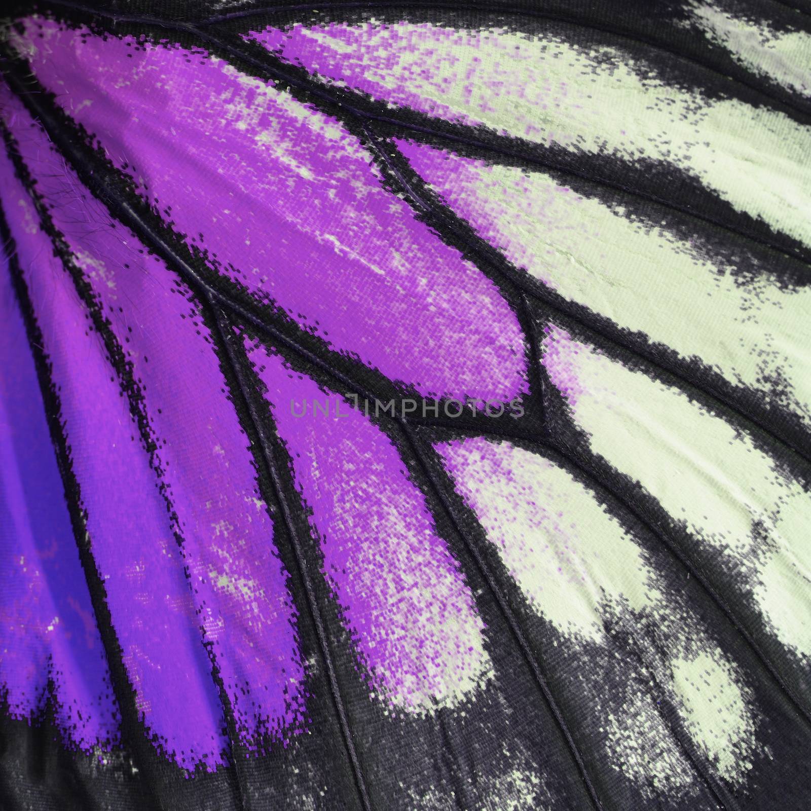 purple butterfly wing by panuruangjan