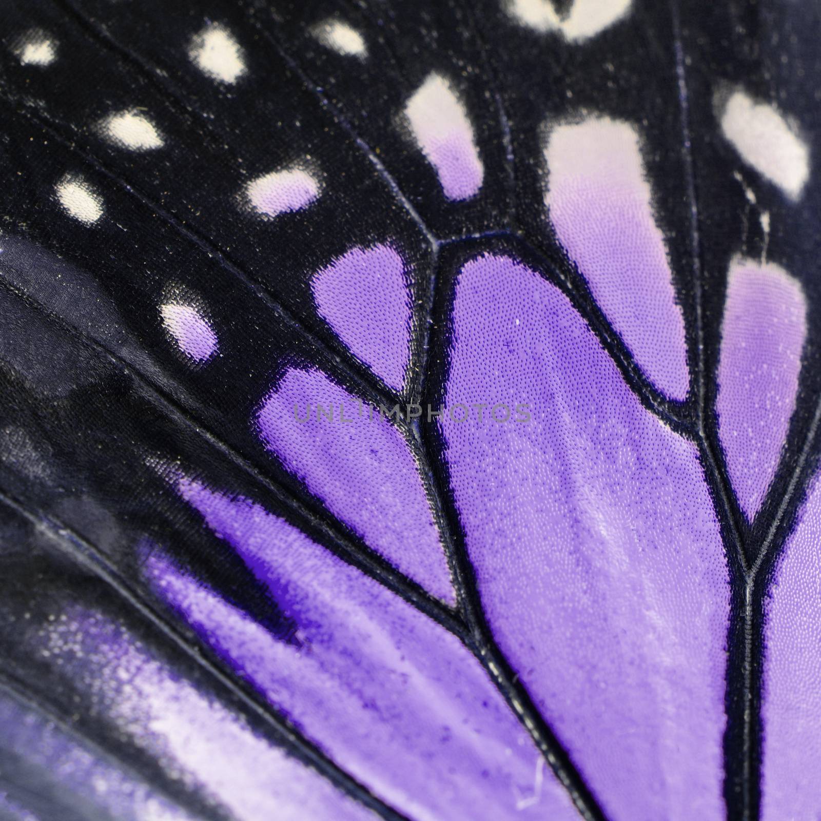 purple butterfly wing  by panuruangjan