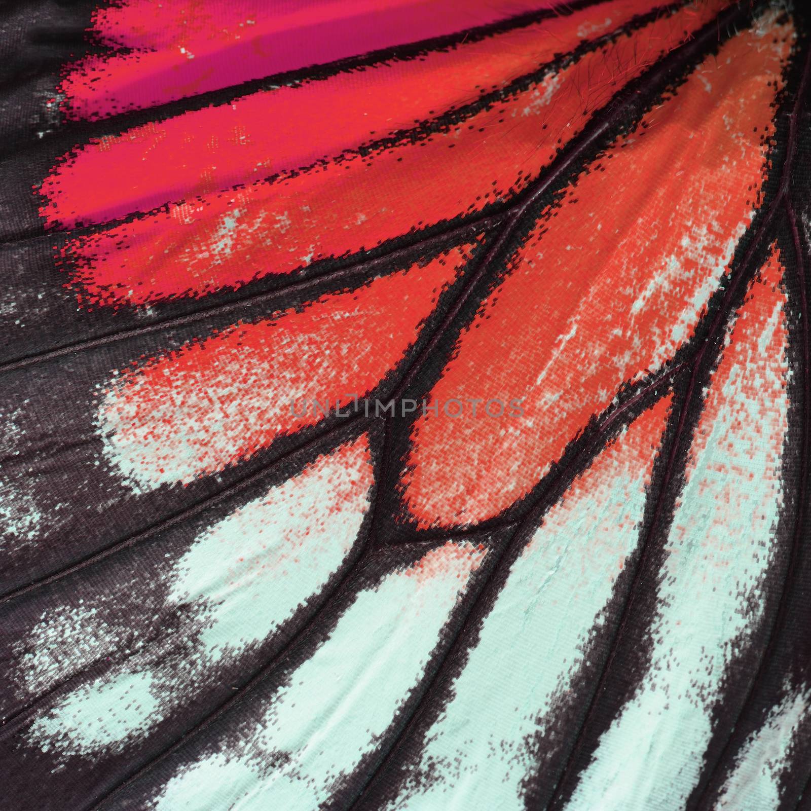 red butterfly wing by panuruangjan