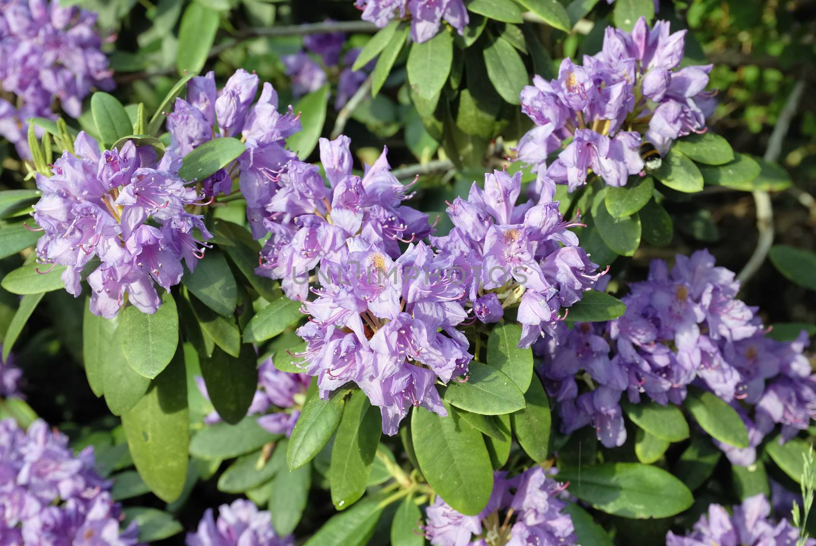 Rhododendron