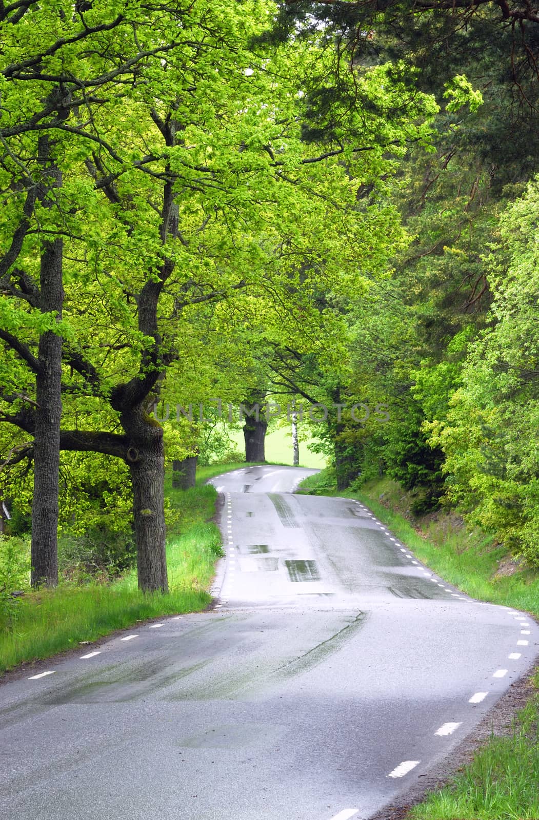 A wet road in morning forest