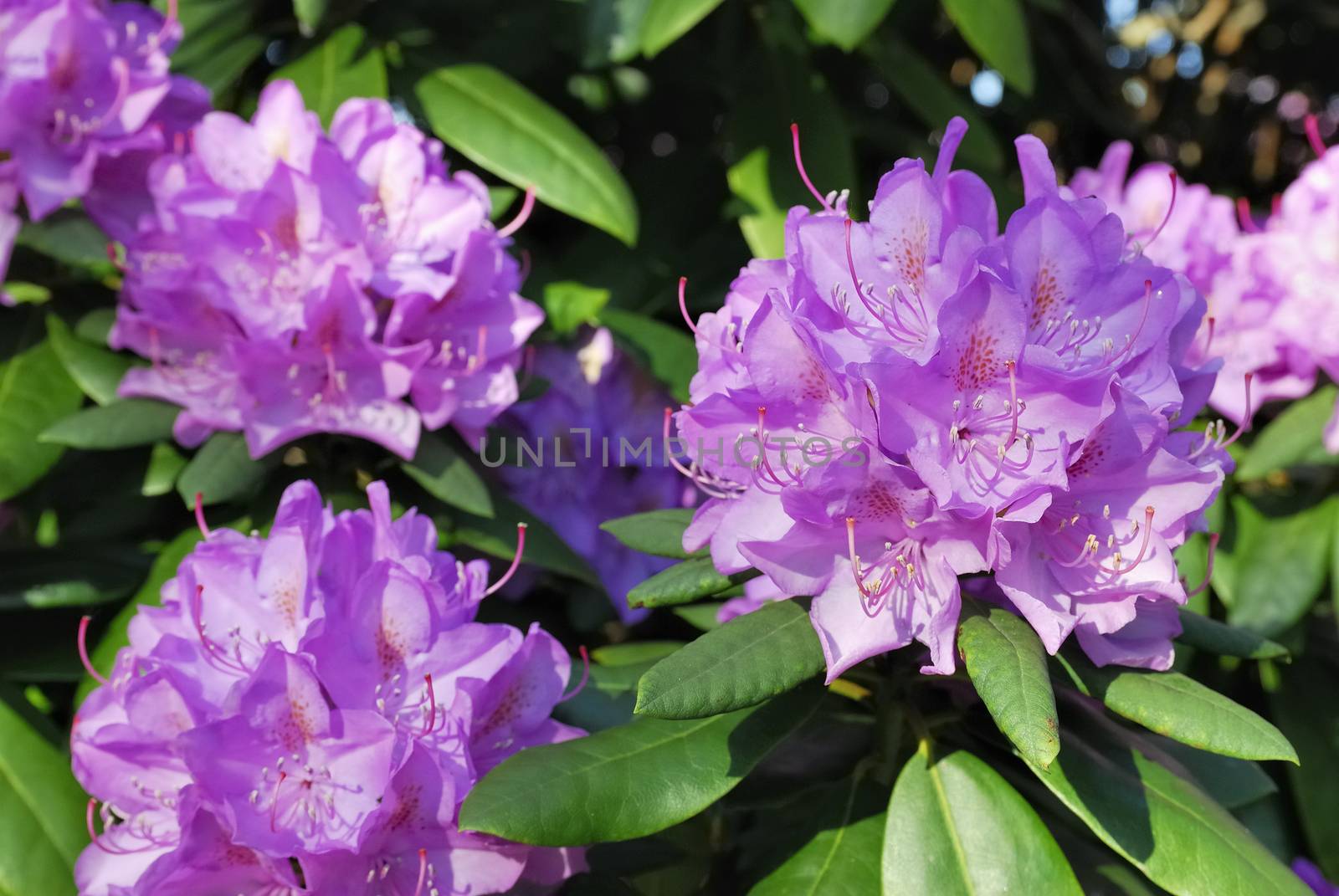 Rhododendron bush