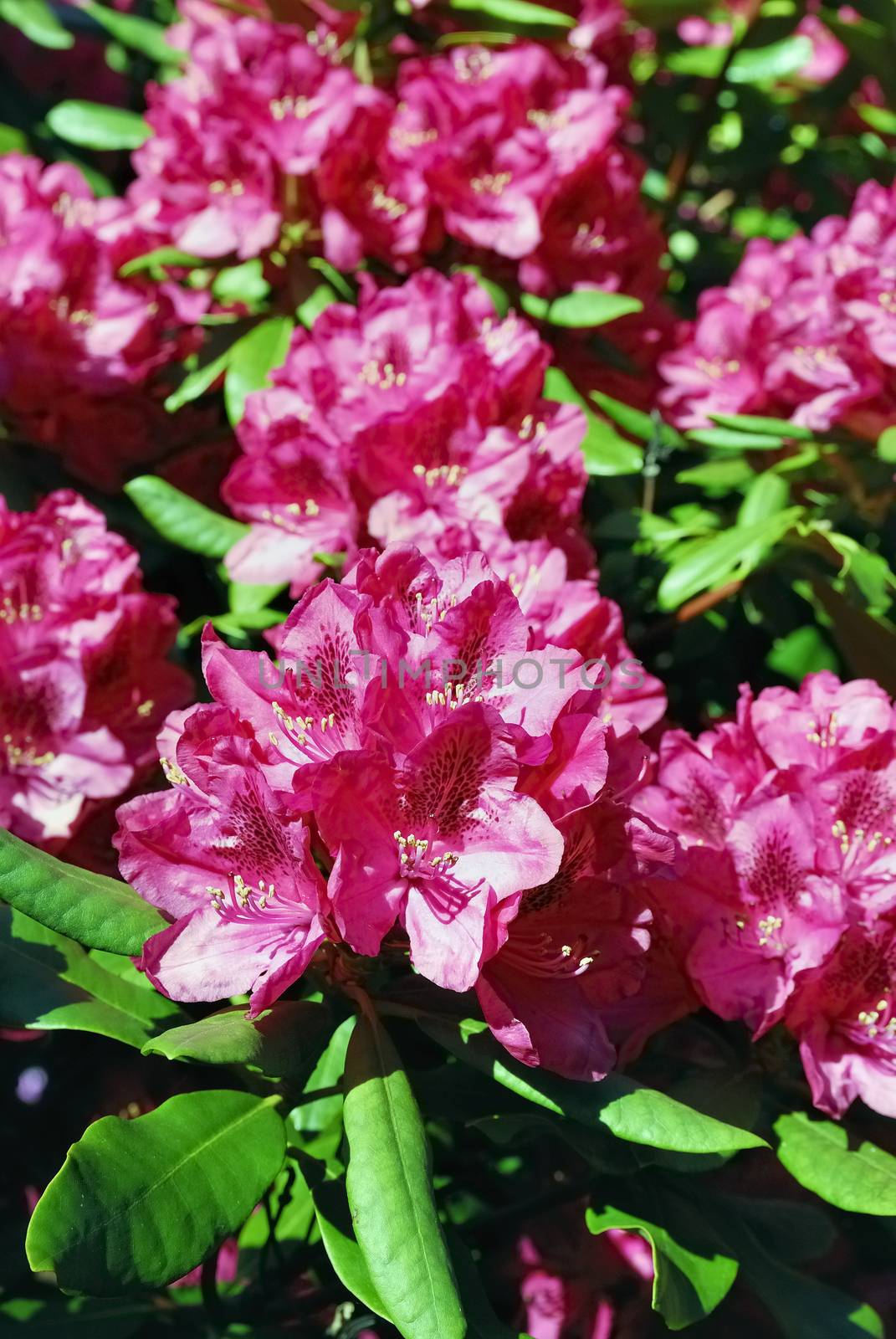 Rhododendron by a40757