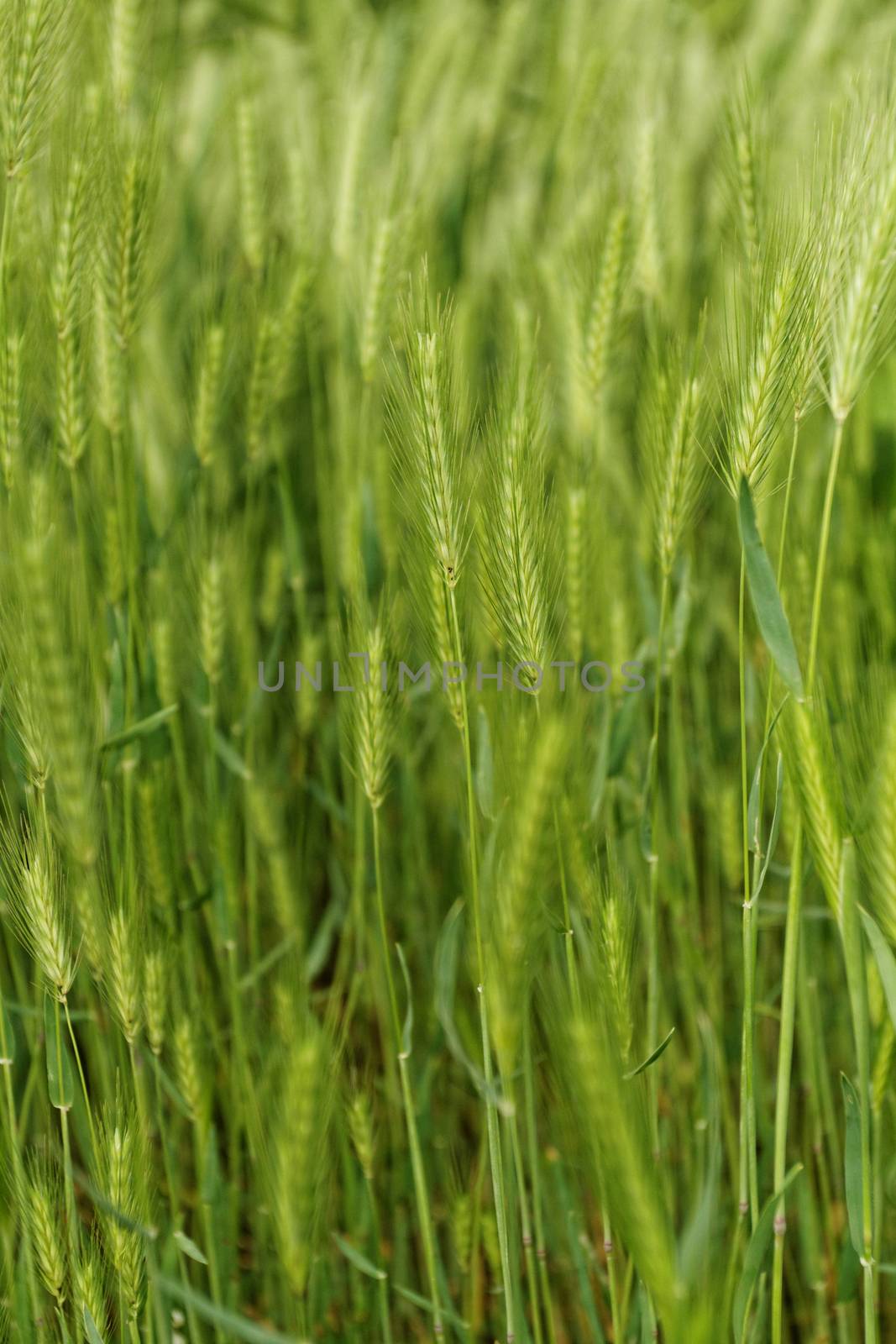 Close up photo of beautiful green grain