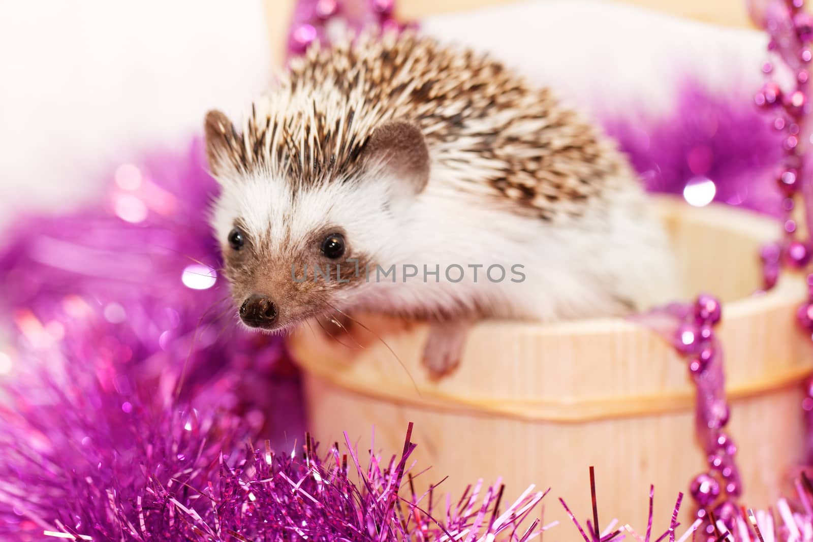 A cute little hedgehog - ( African white- bellied hedgehog ) by Nneirda
