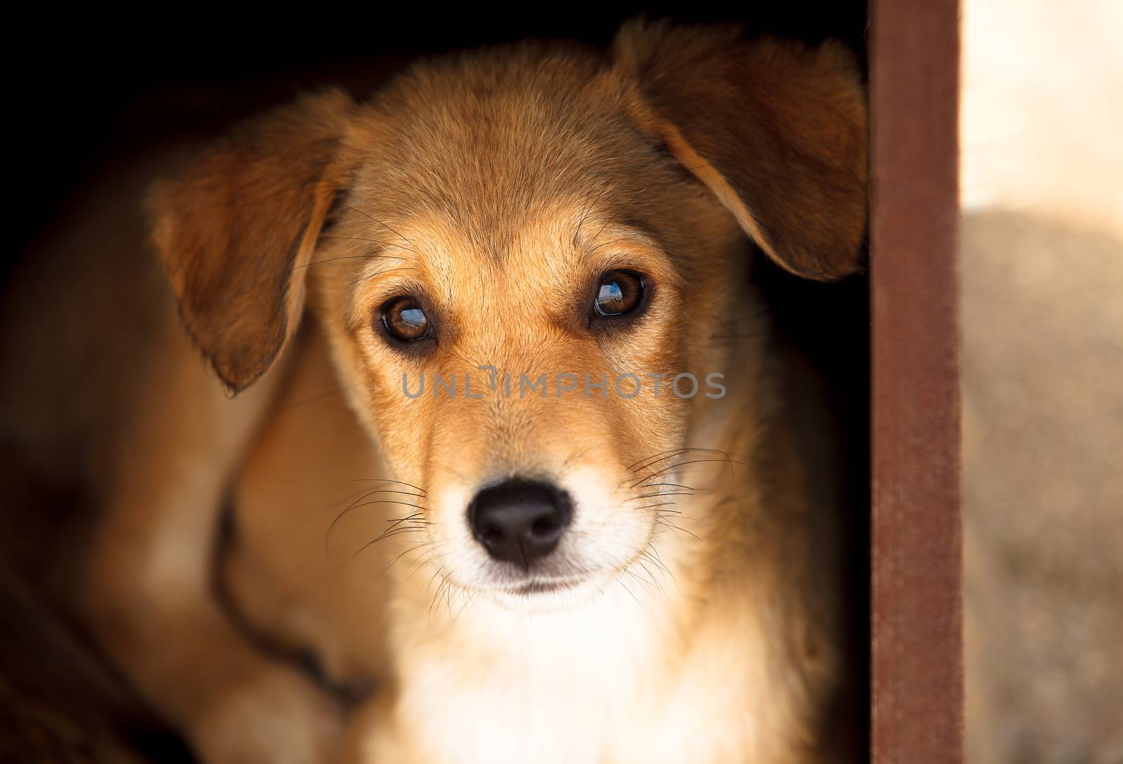 Adorable young brown dog portrait, looking straight to the camera with interest.
