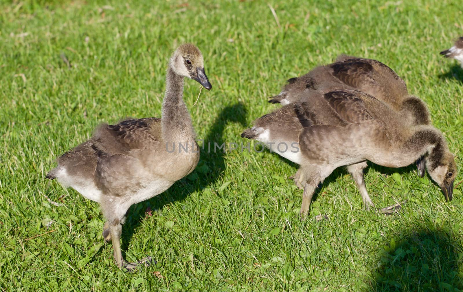 The family of the young cackling geese is eating the grass by teo