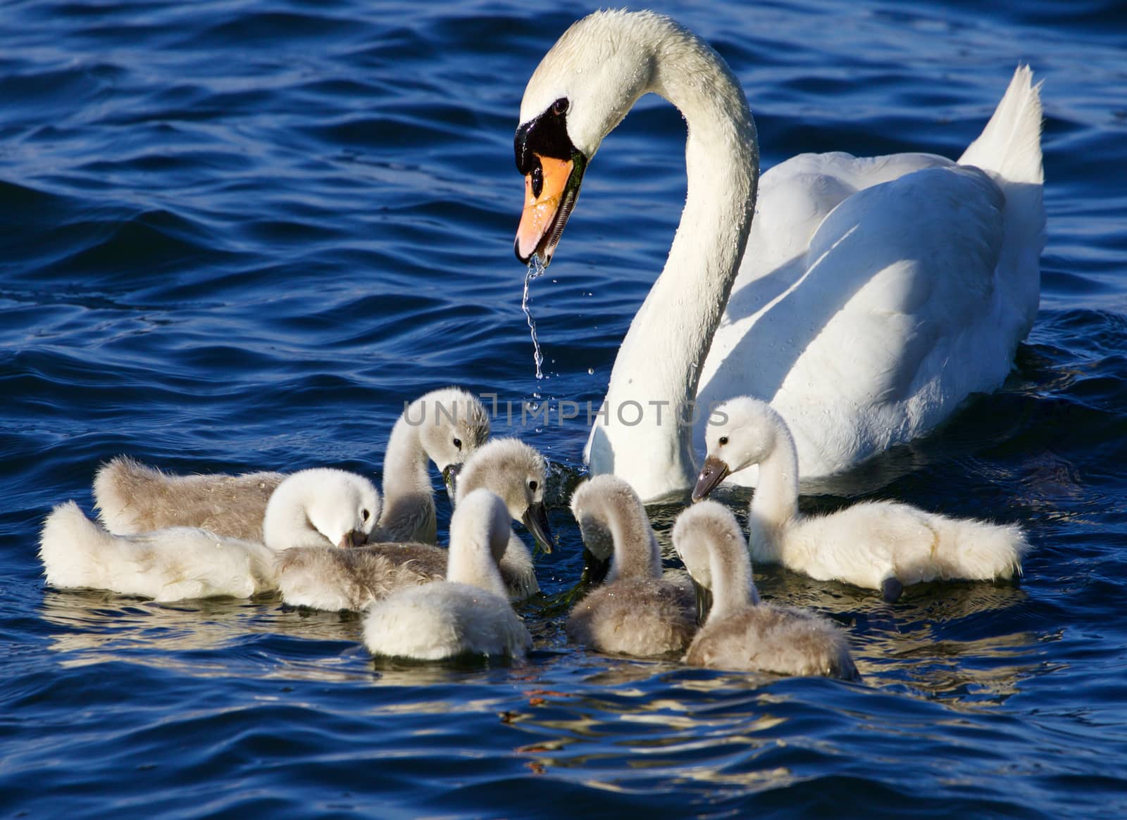 The mother-swan helps her chicks to get the algae from the lake by teo