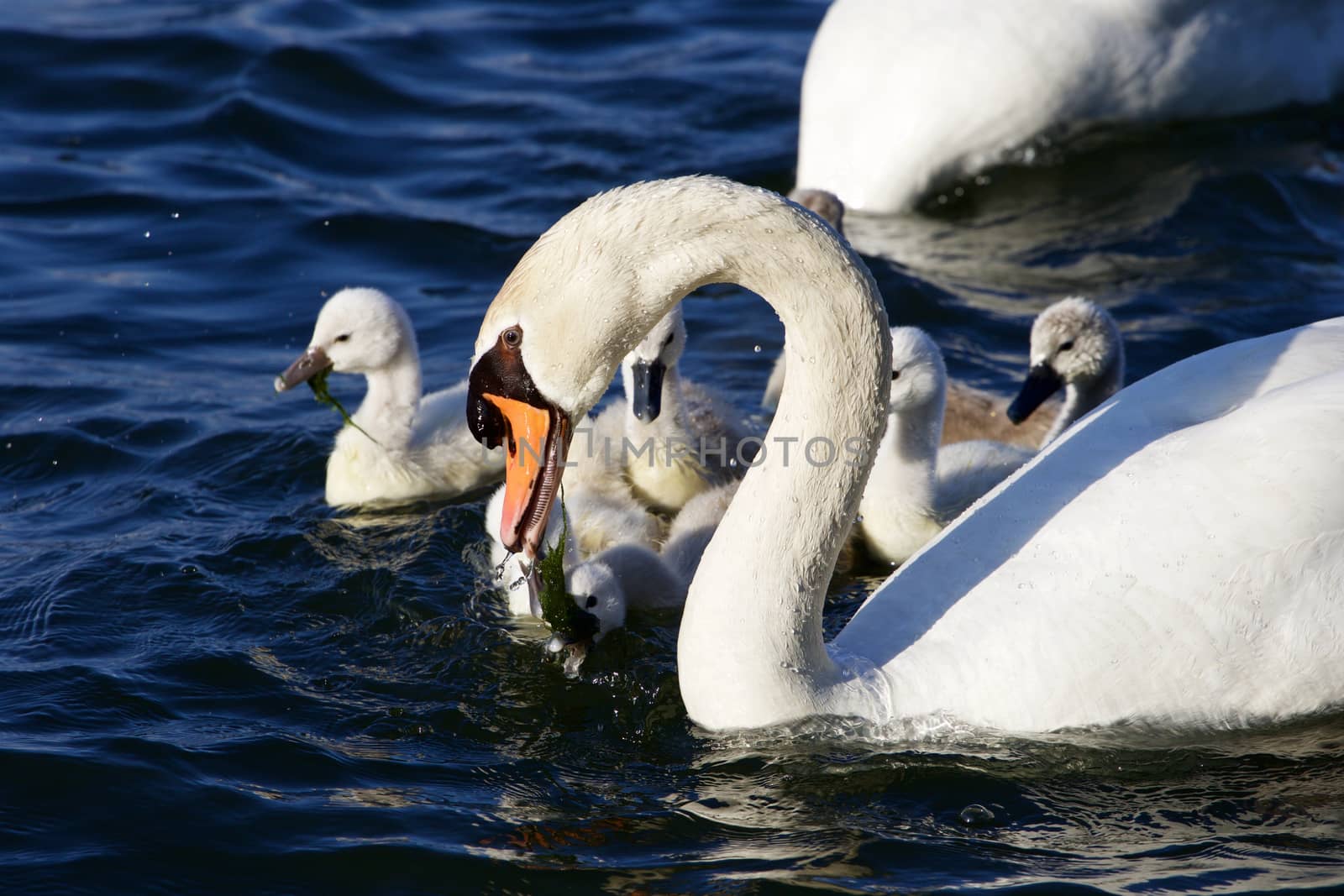 The father-swan is taking care about his children by teo