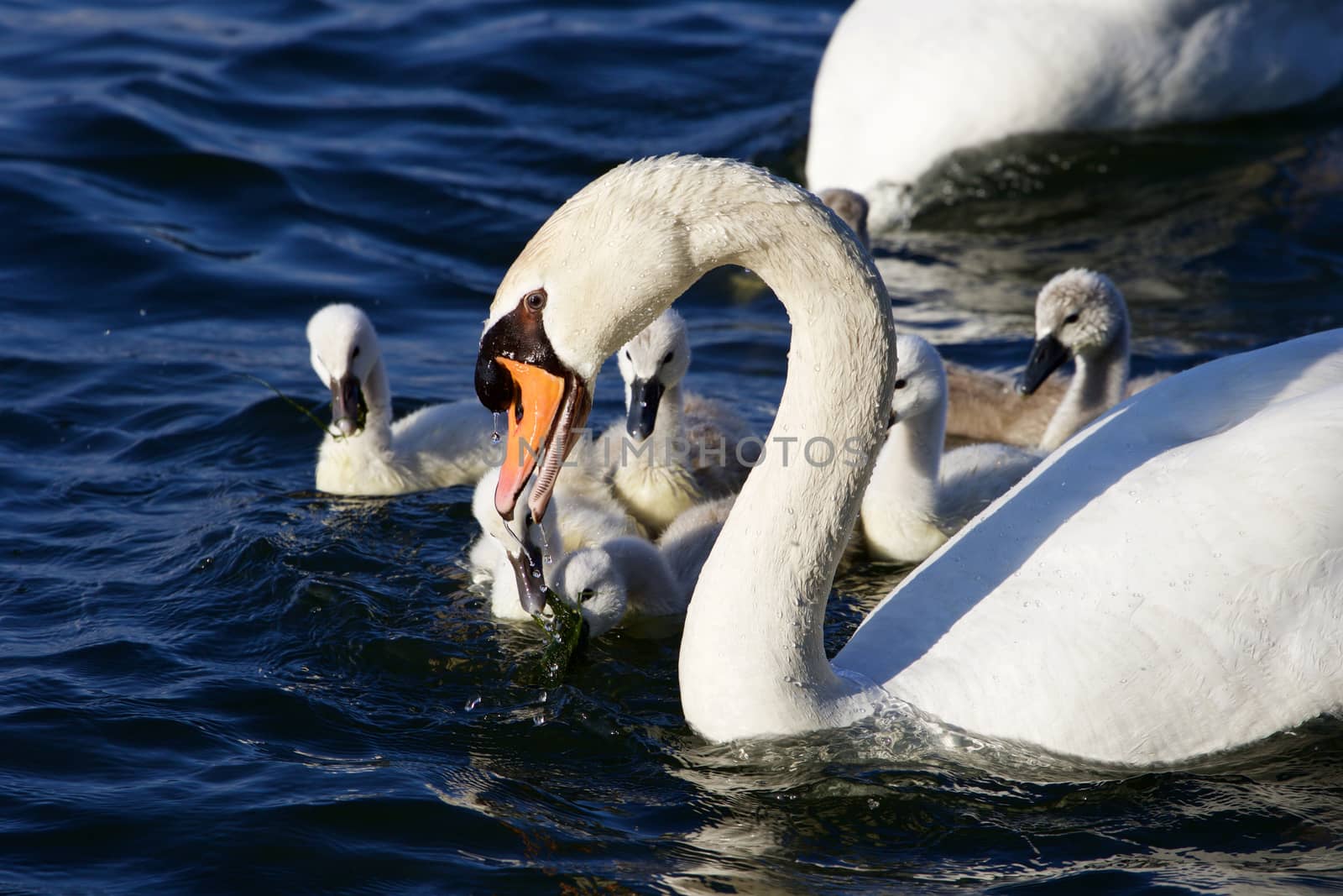 The mute swan is getting the food for his children by teo