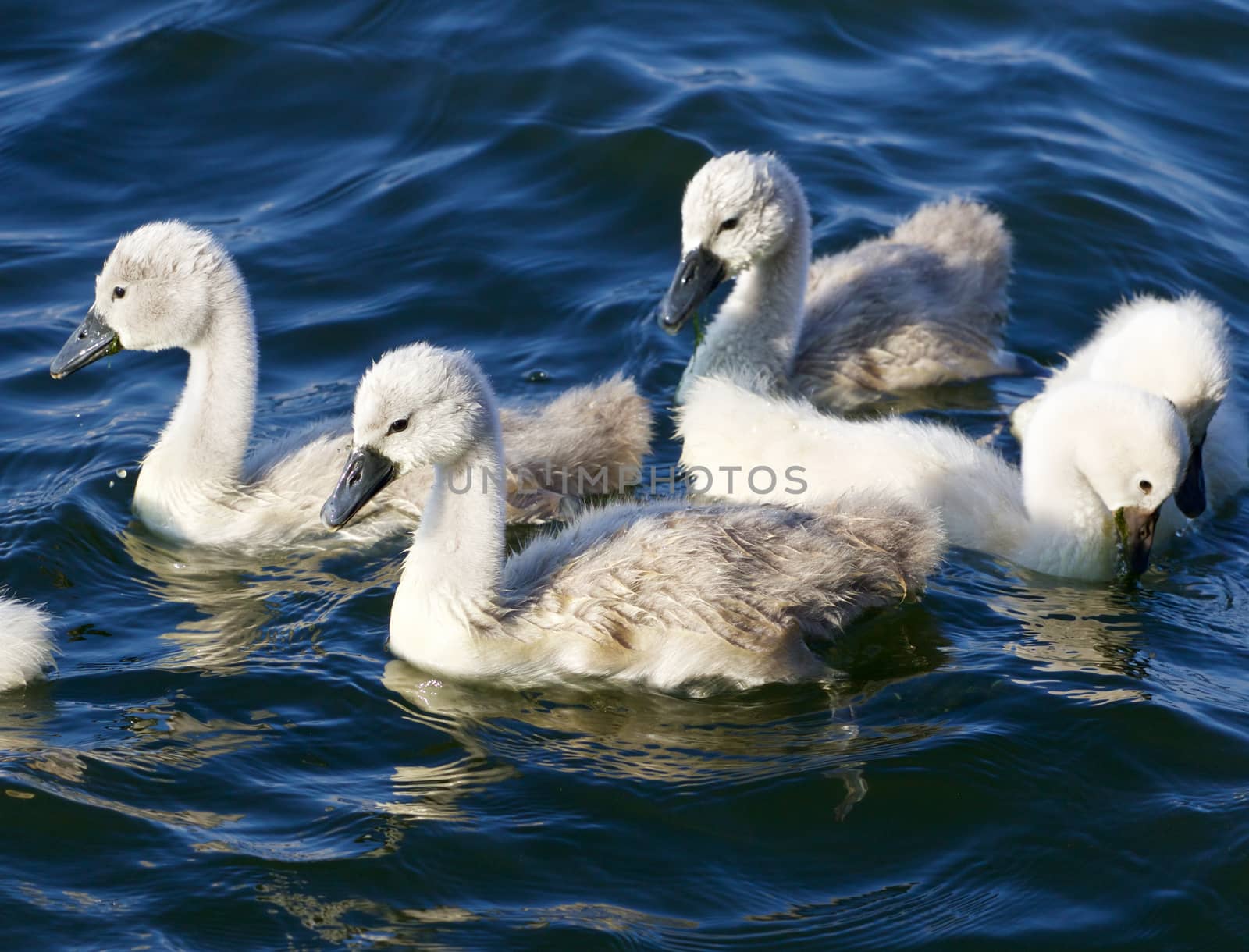 Five young mute swans are swimming by teo