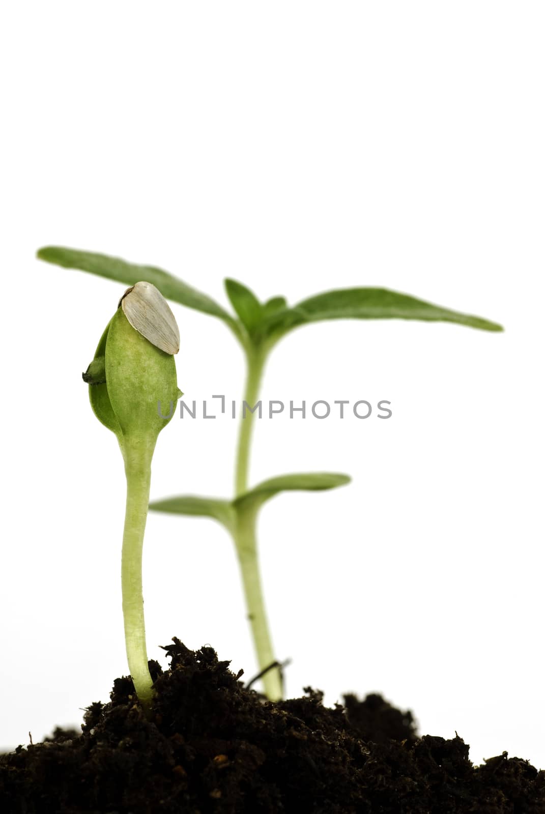 Vertical image of a small vegetable plant growing and isolated on a white background.  Macro shot