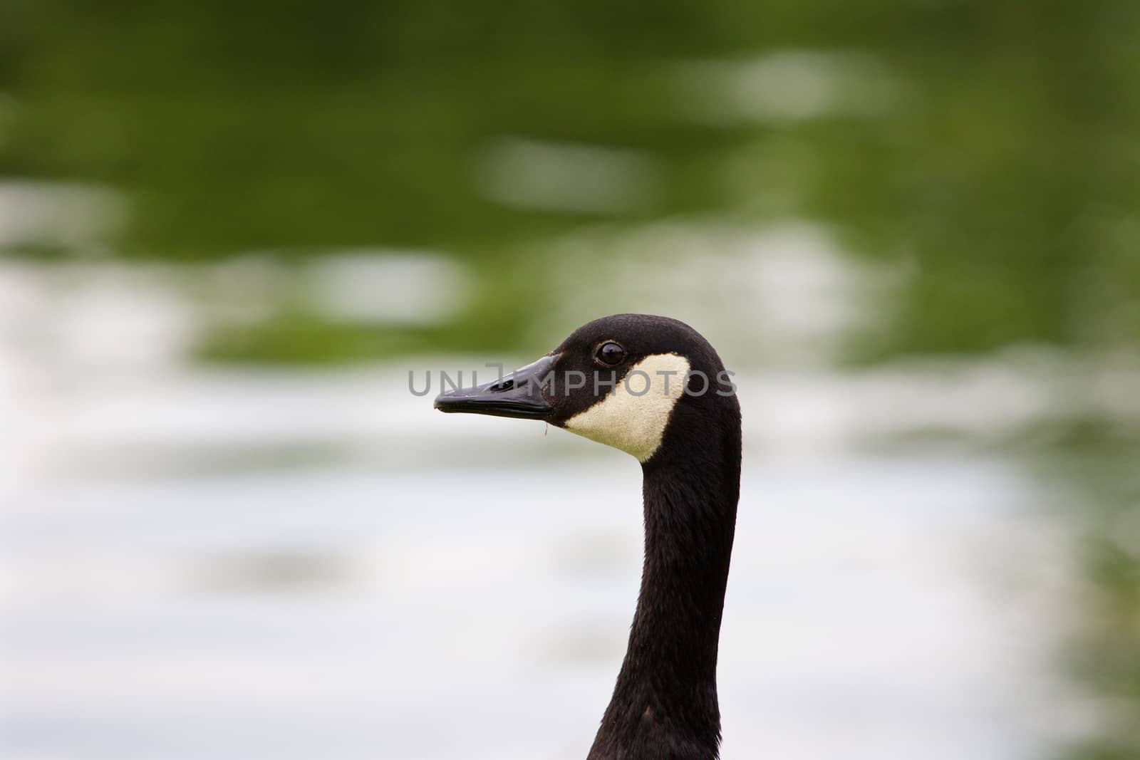 The portrait of the cackling goose