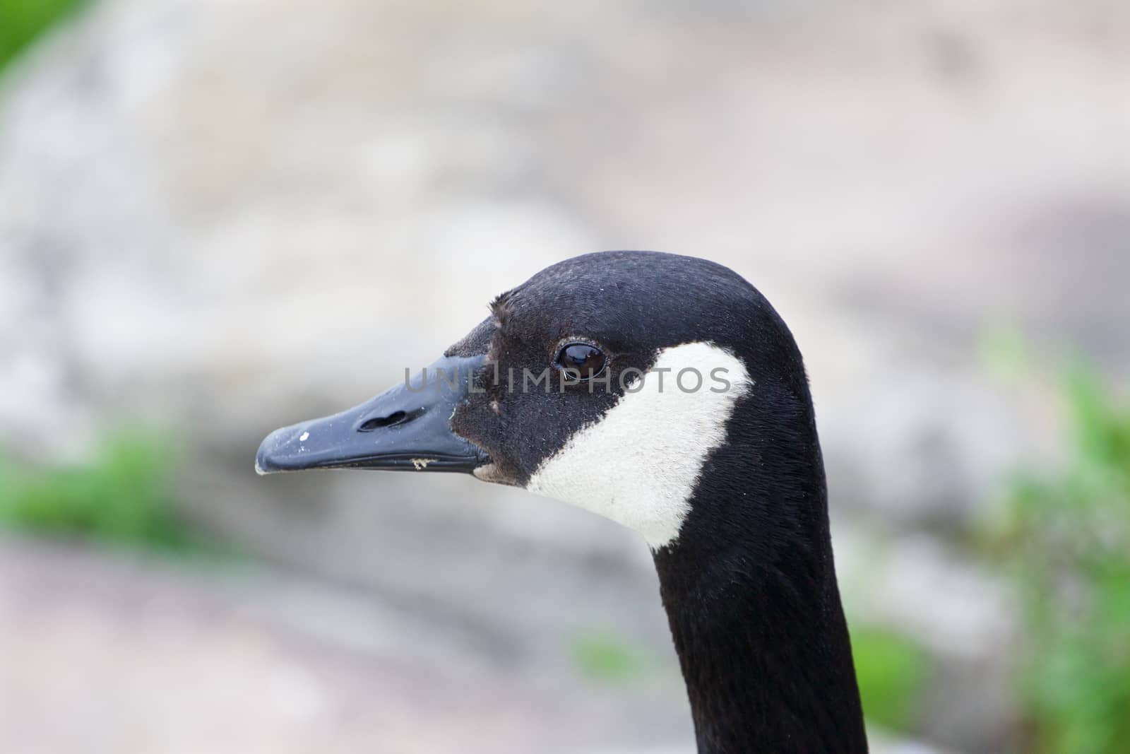 Calm cackling goose close-up by teo