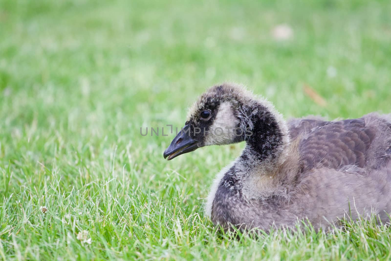 Young cackling goose is laying on the grass by teo