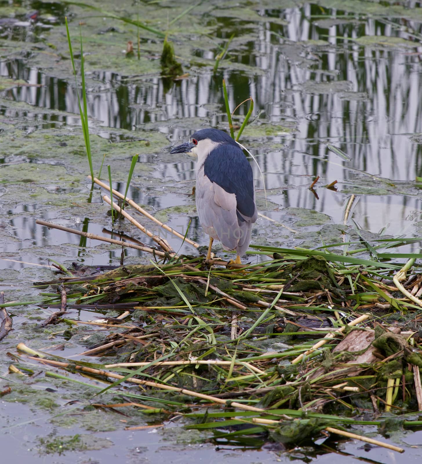 Black-crowned night heron is searching for the food by teo