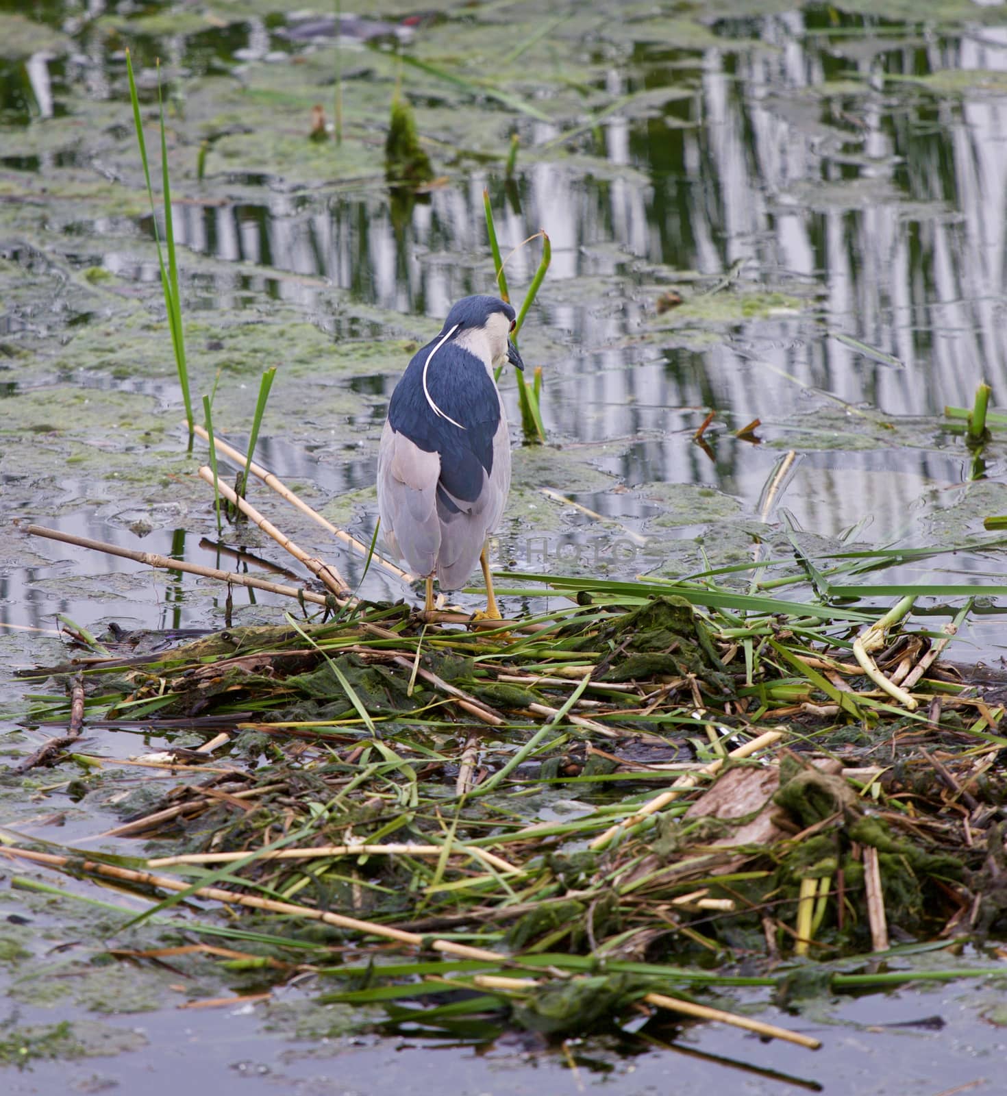 Funny black-crowned night heron is searching for the food in the lake