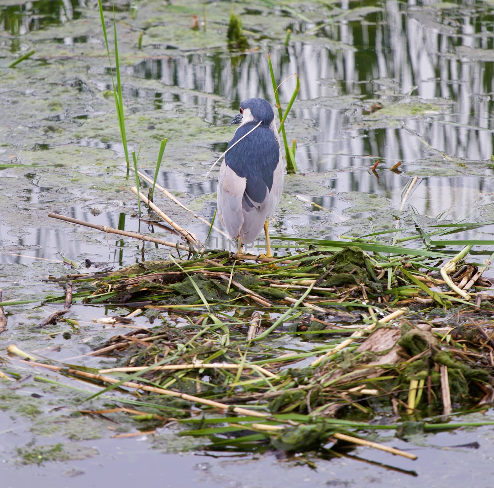 Funny black-crowned night heron by teo