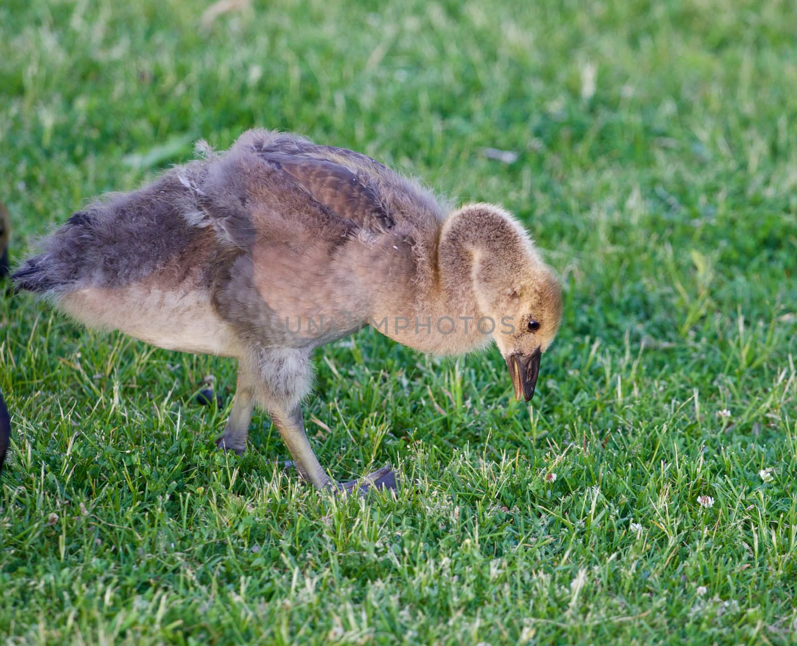 The young cackling goose is searching for the food by teo