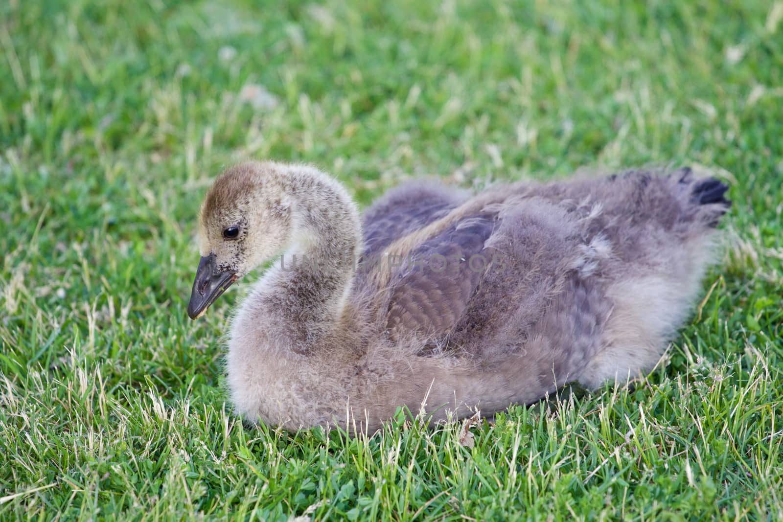 Young cackling goose is laying on the grass and eating by teo