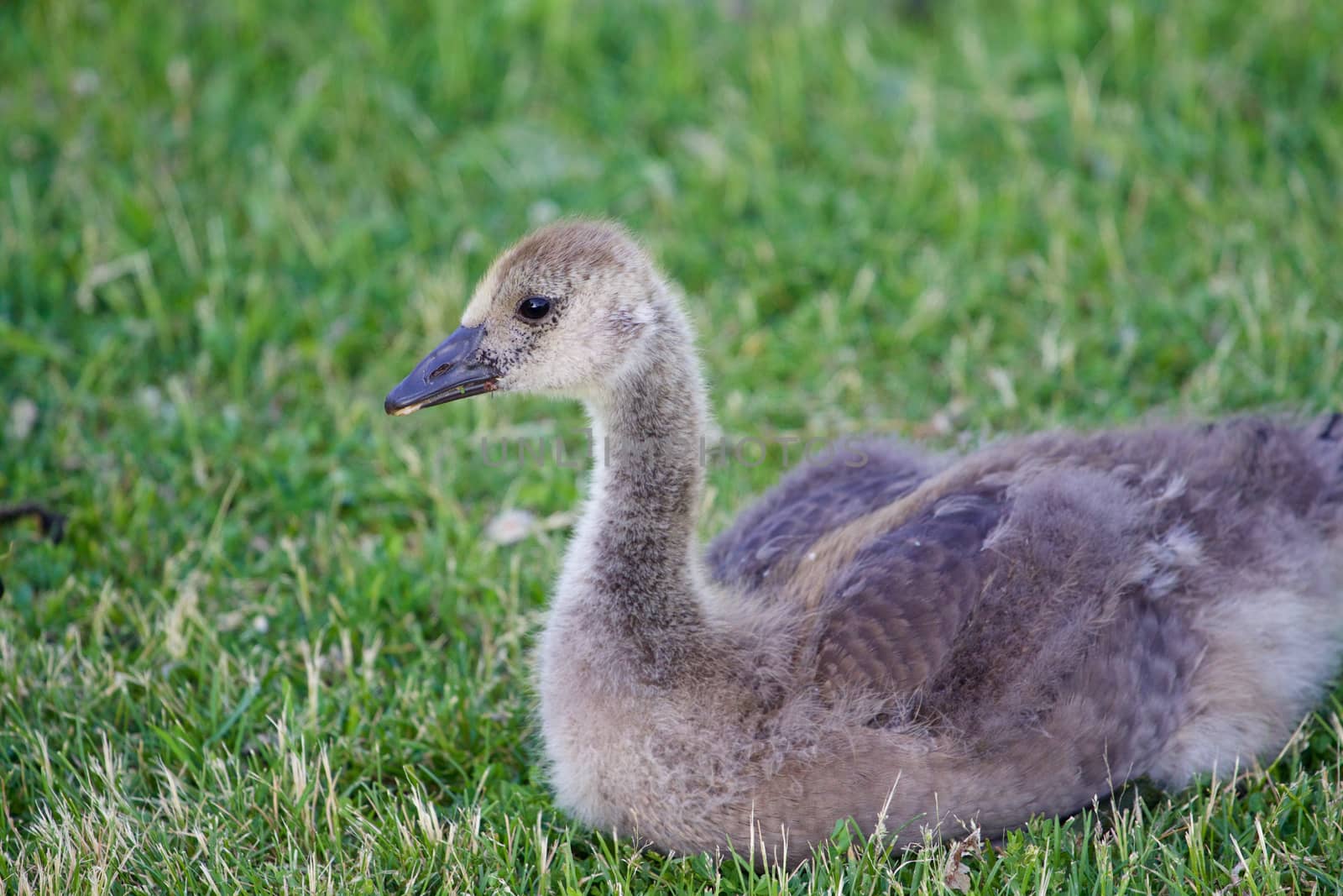 Cute young cackling goose is laying on the grass by teo