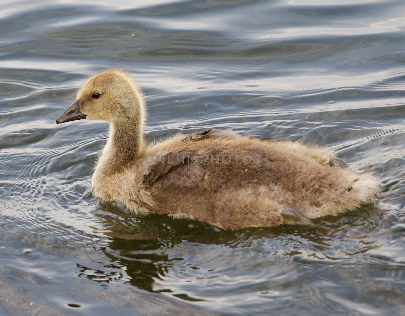 Young cackling goose is swimming in the lake