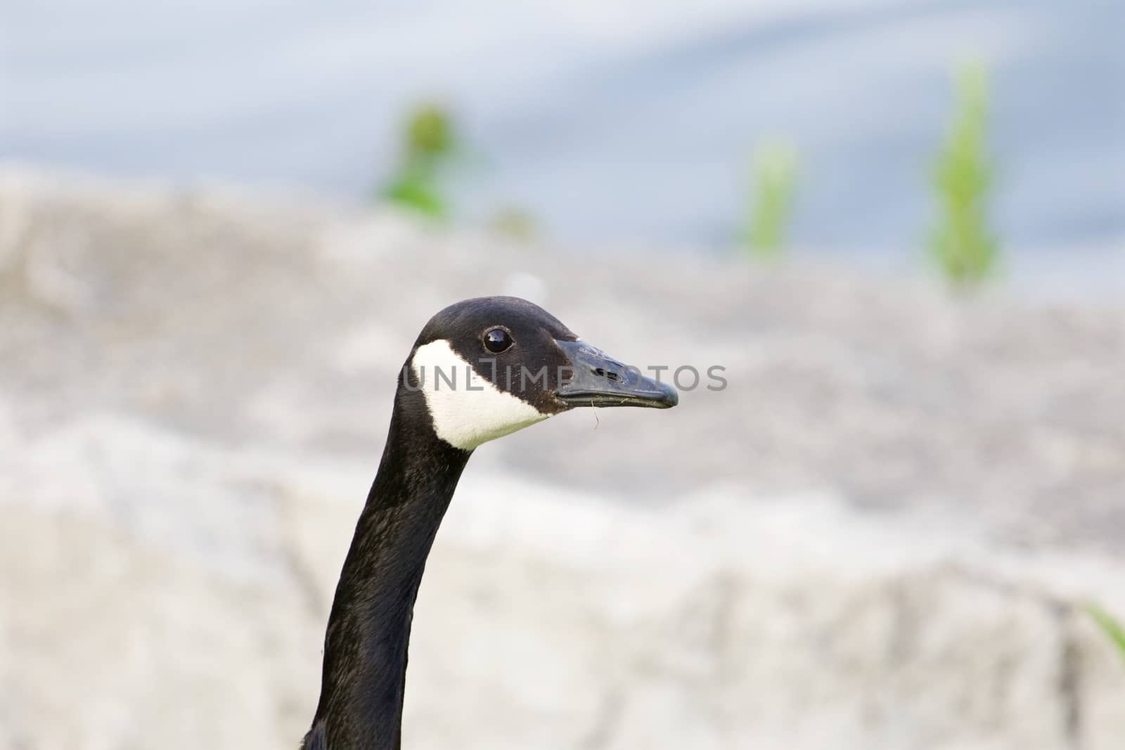 The portrait of the serious cackling goose by teo