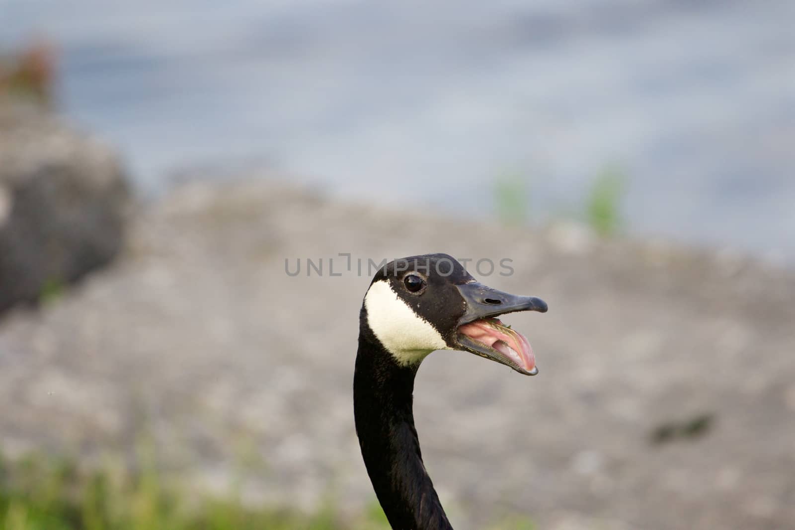 The strong fear of the cakling goose