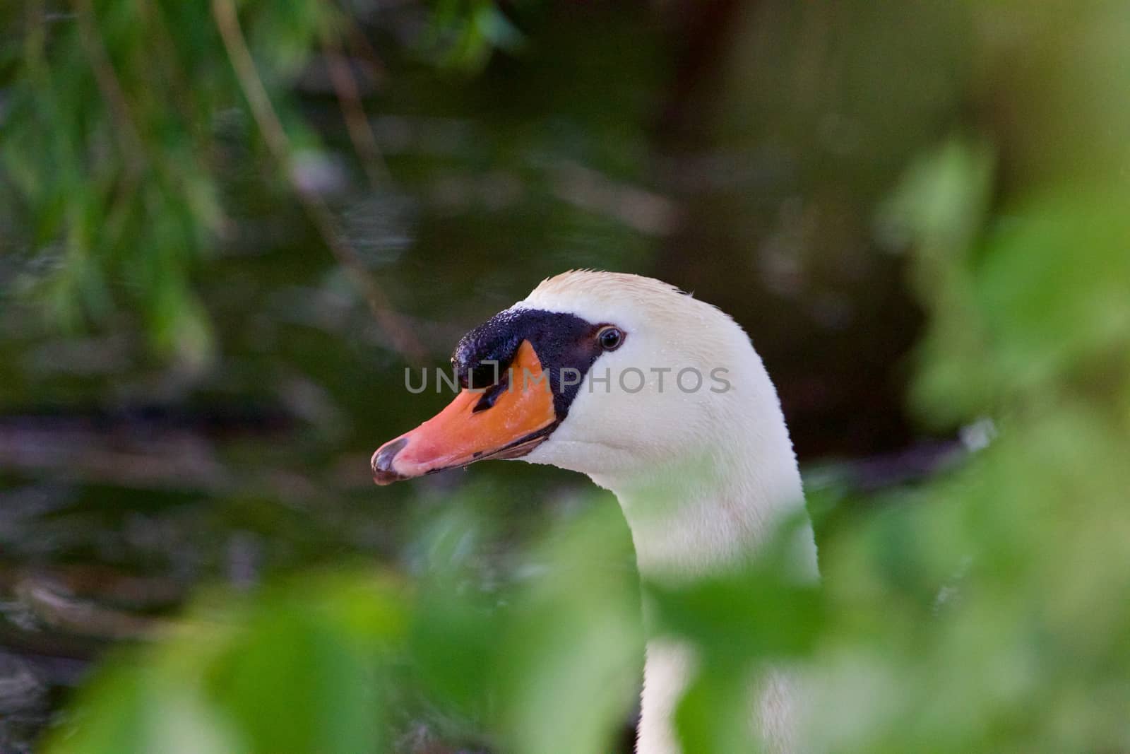 Confident strong mute swan is looking through the leaves by teo