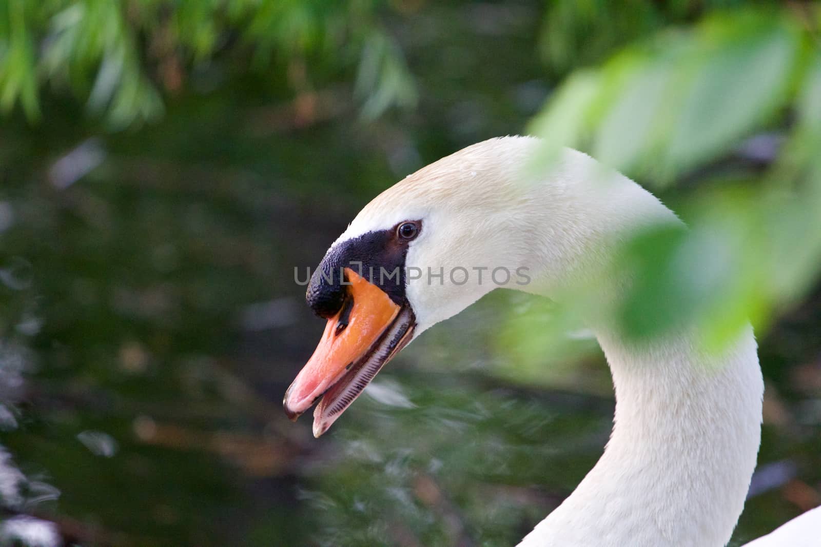 Confident strong mute swan is screaming by teo